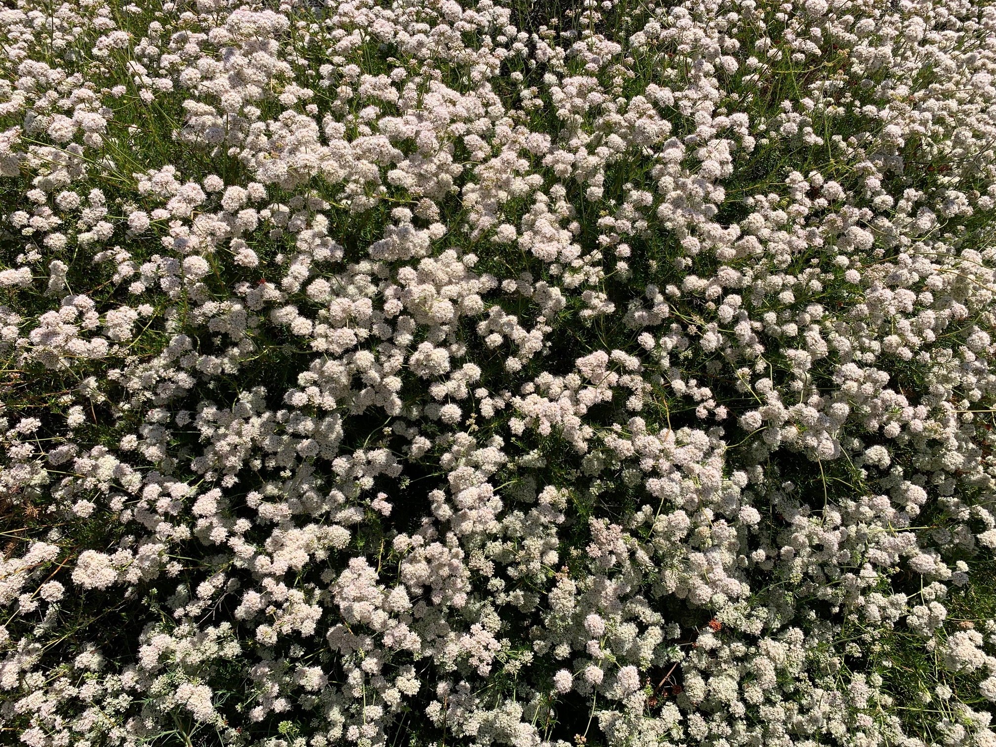 California Buckwheat in flower
