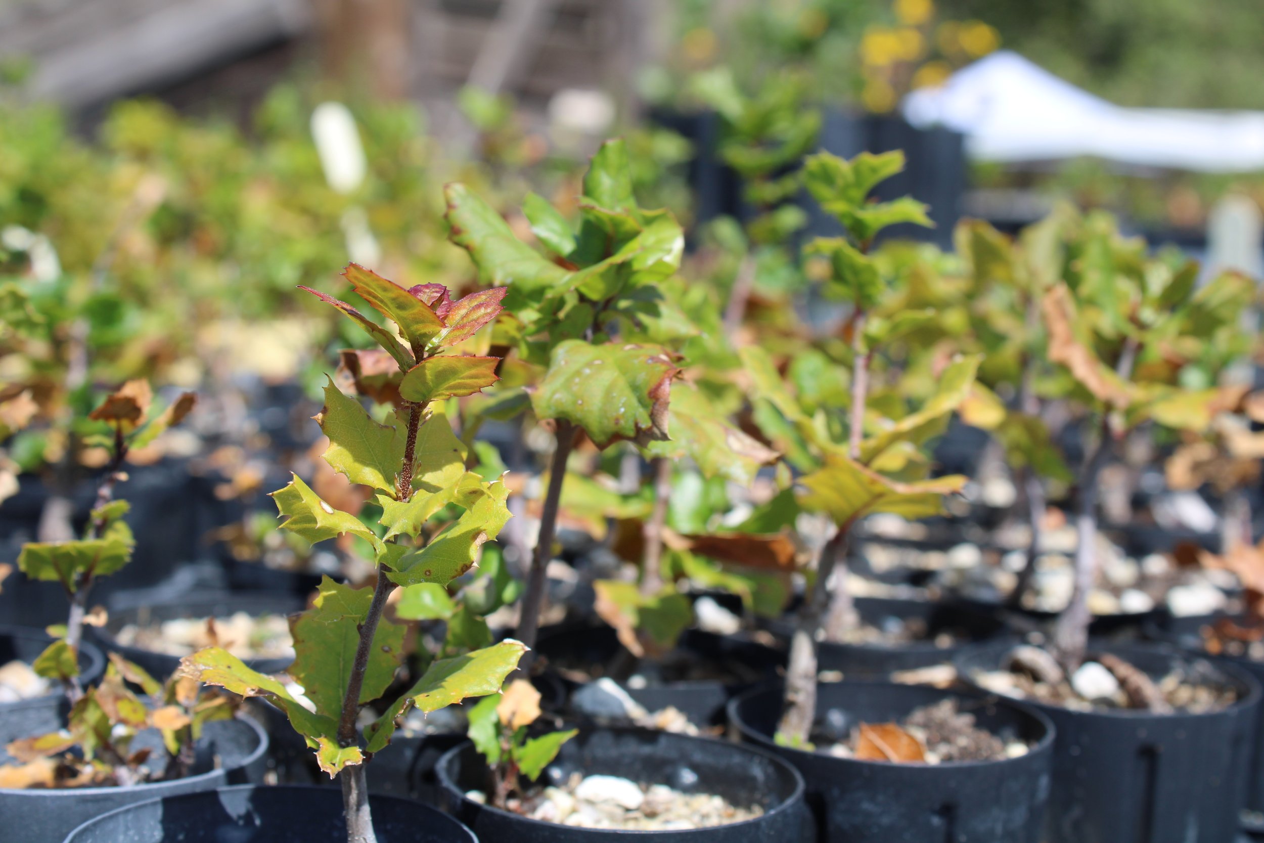 Native Plant Nurseries and Restoration Projects