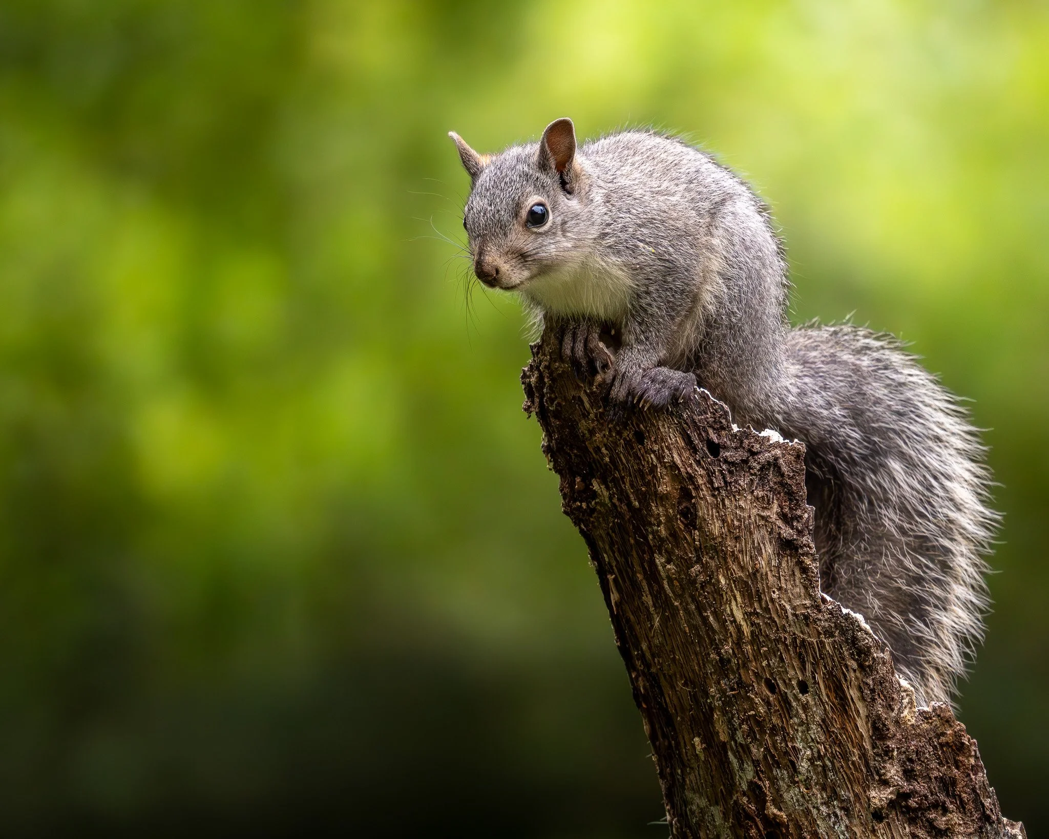 Western Gray Squirrel