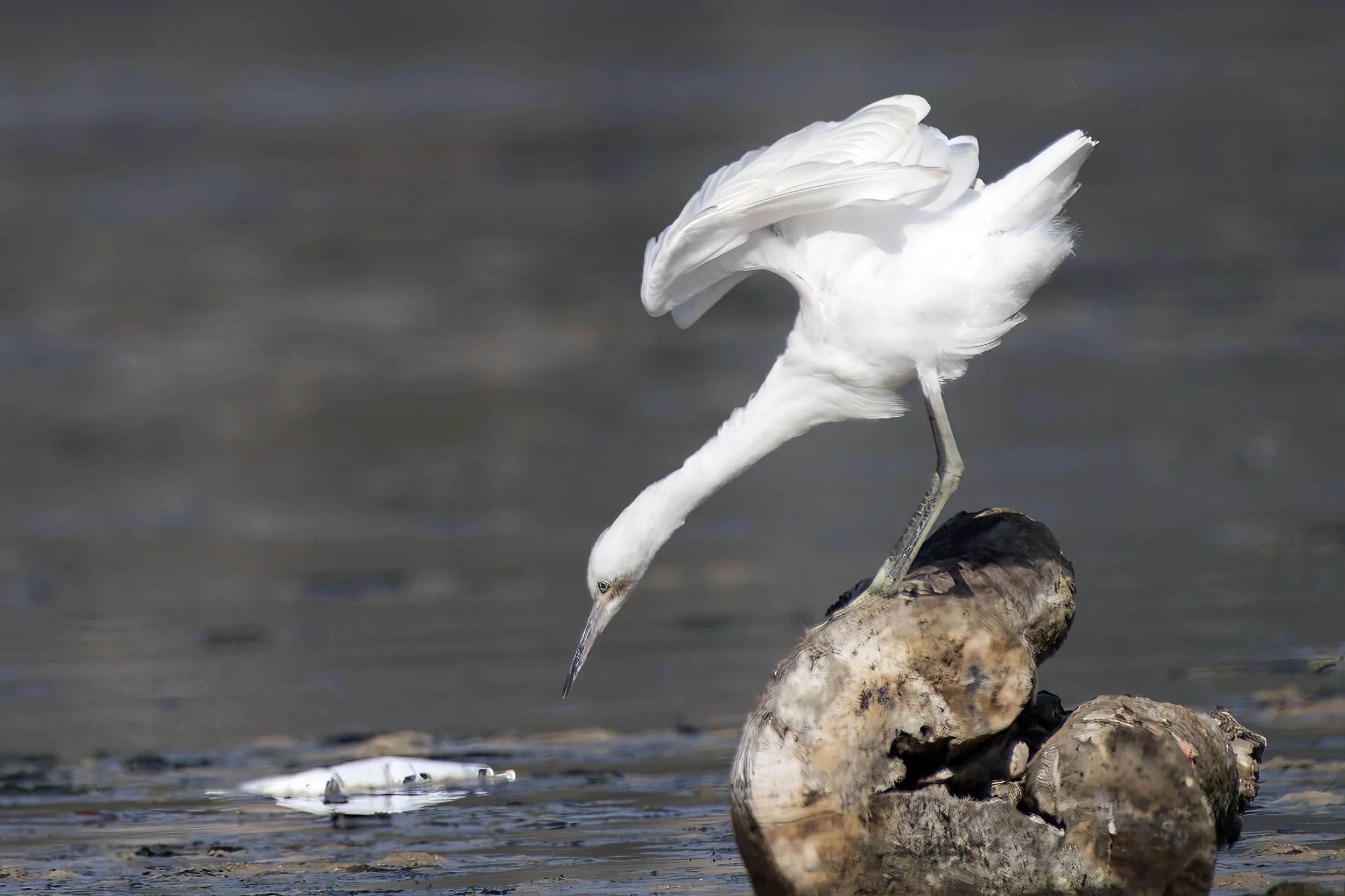 Juvenile Little Blue Heron