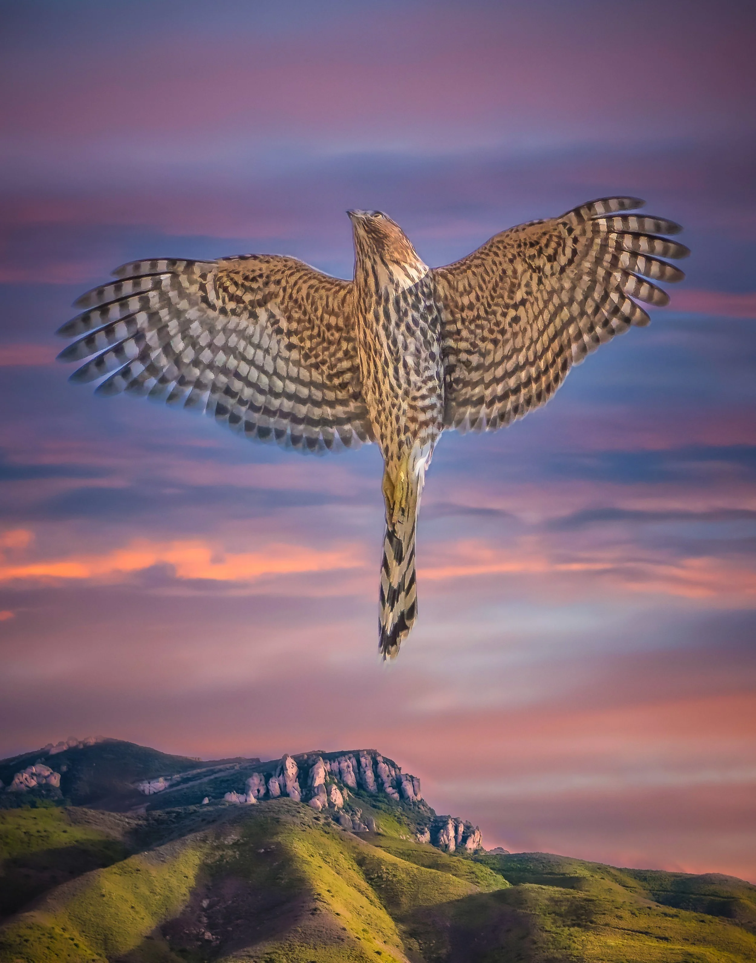 Coopers Hawk over Boney Mountain