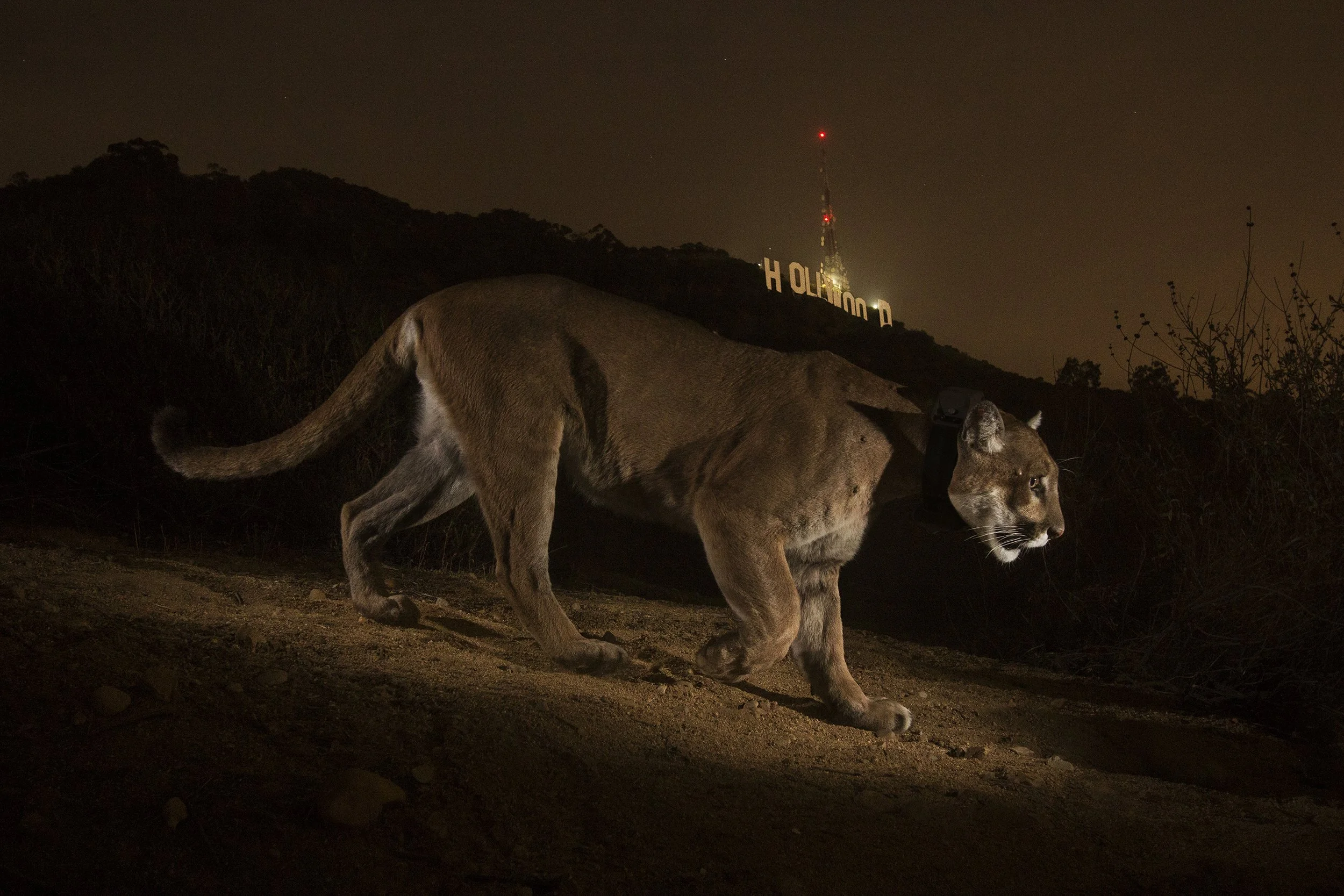  Photo credit: Steve Winter 