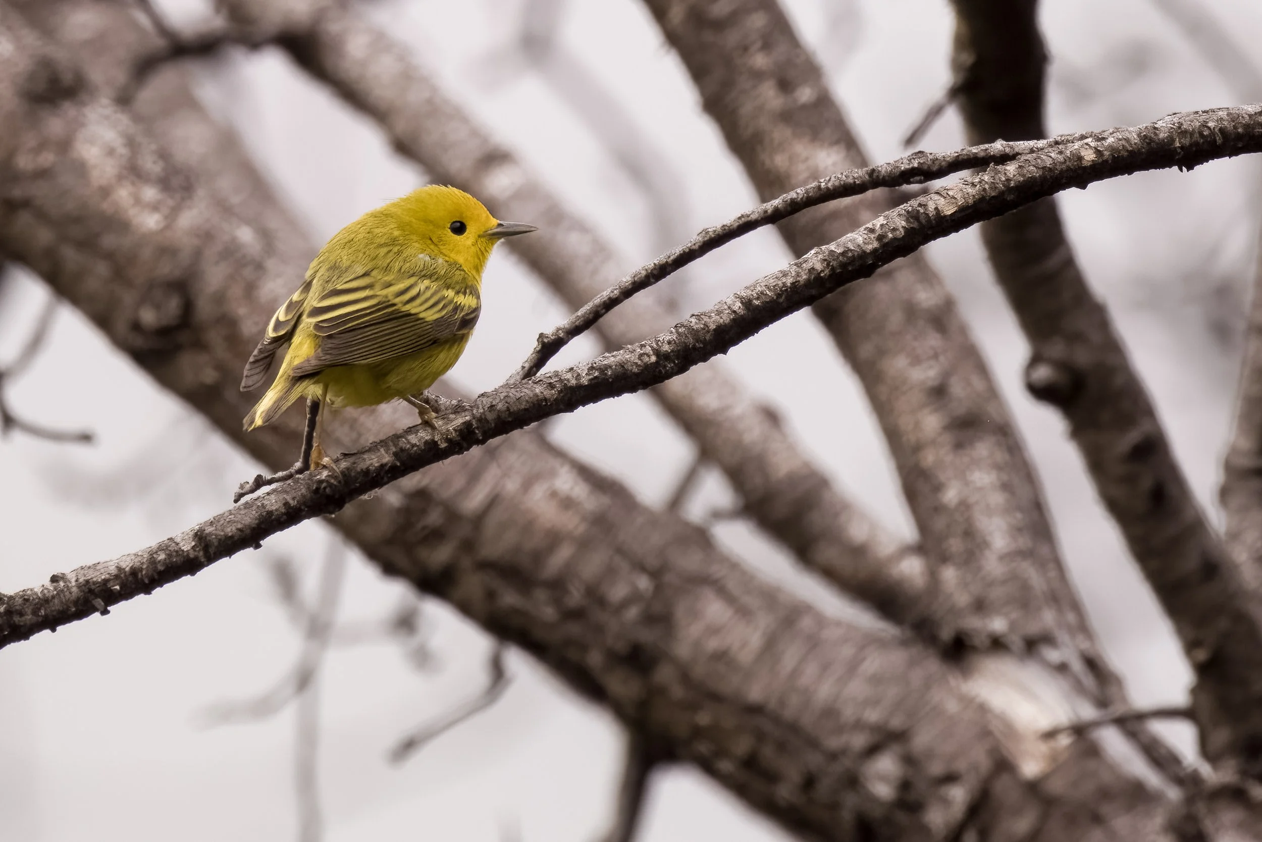 Yellow Warbler