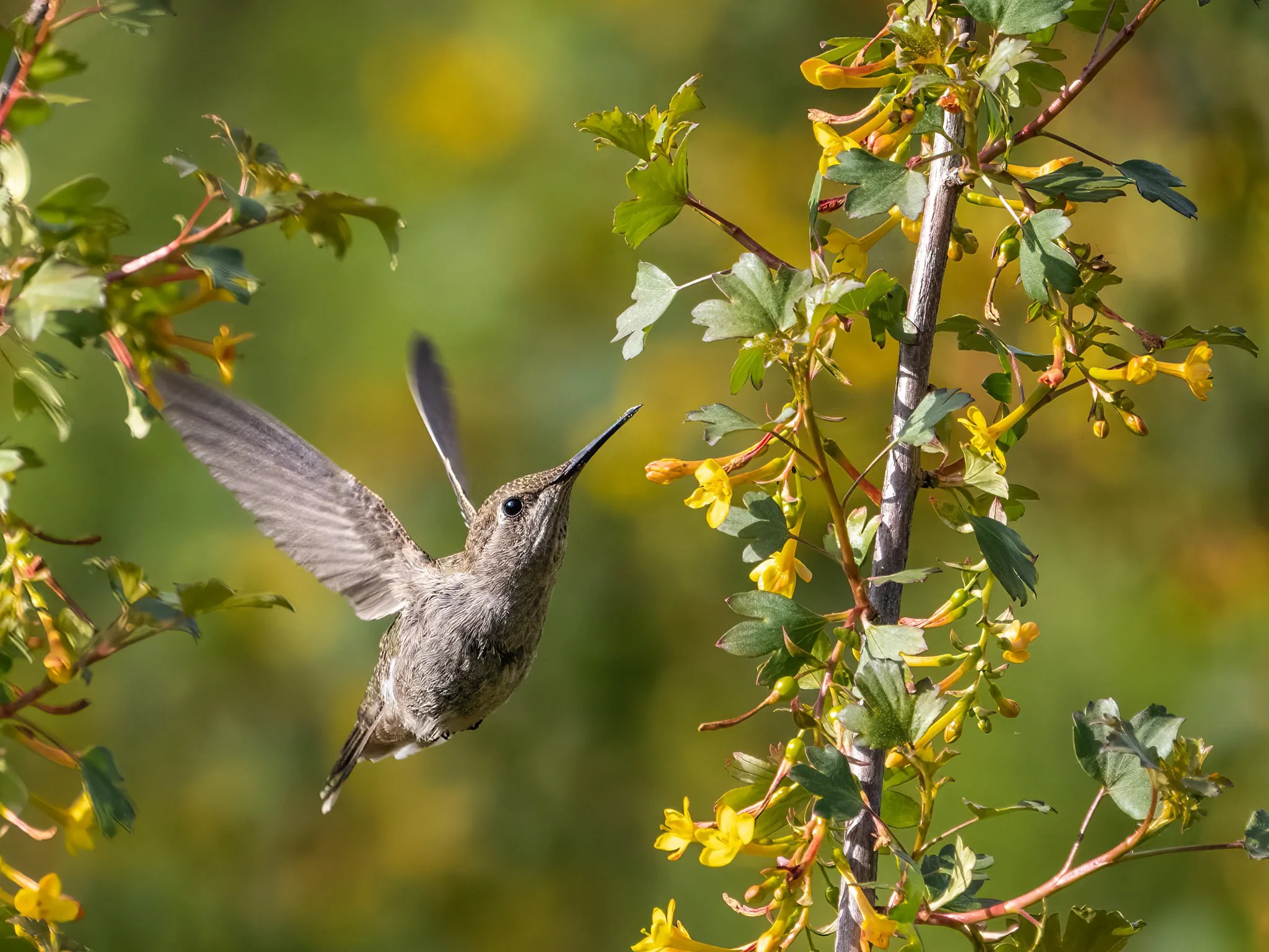 Going For The Nectar