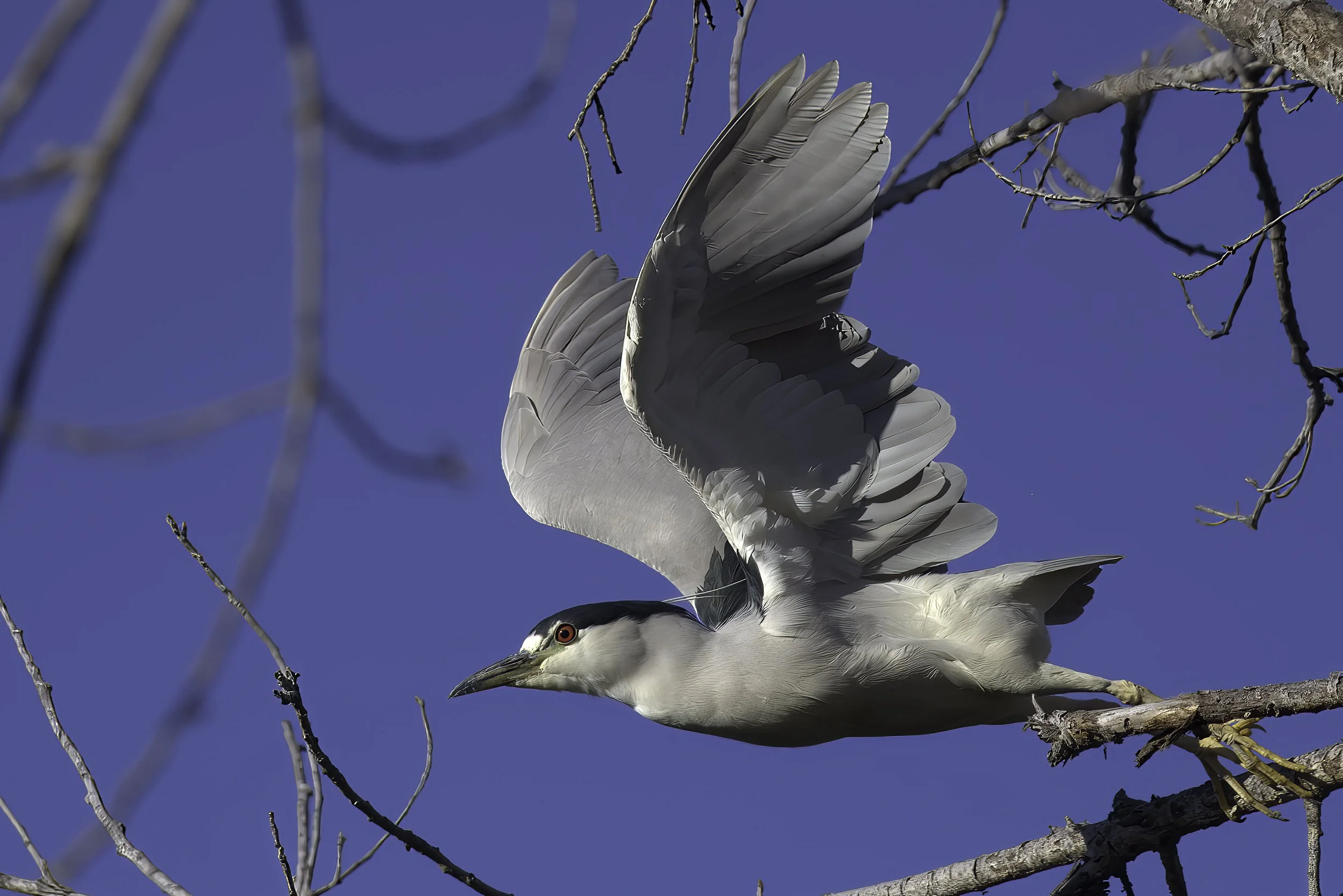 Black Crowned Night Heron