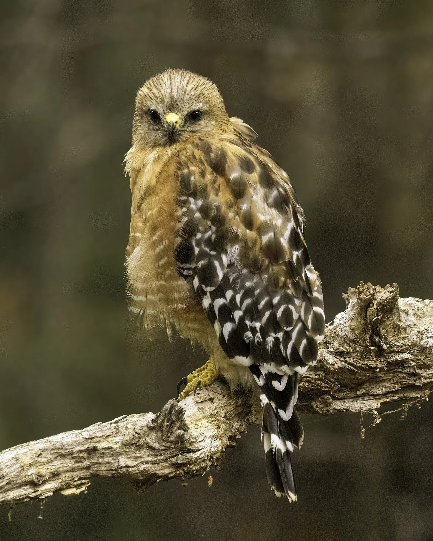 Red-Shouldered Hawk