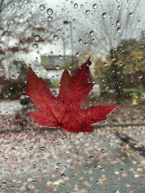 rain with leaf.jpg
