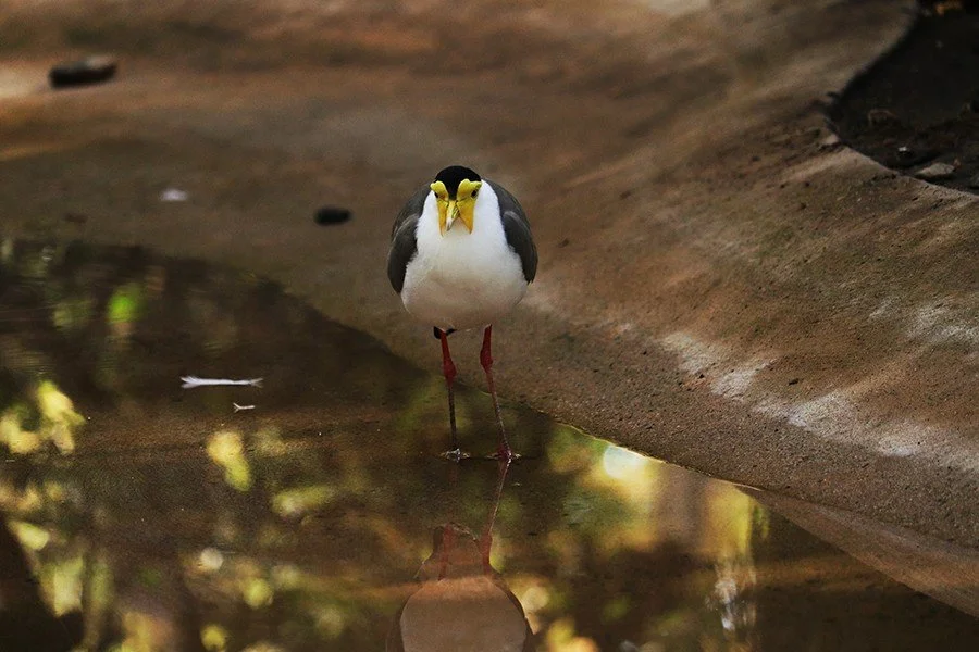 Bird_Nataly.jpg