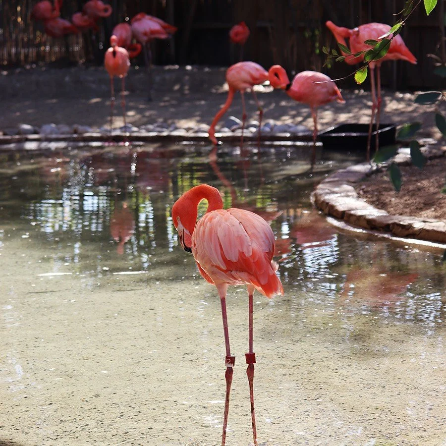 Flamingos_Ian.jpg