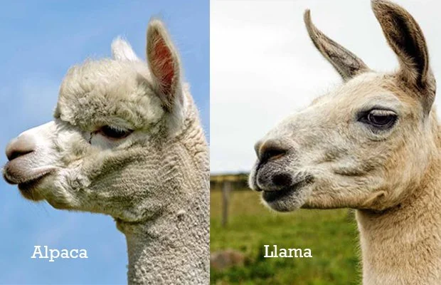 The difference between llamas and alpacas — The Fresno High Owlet Online