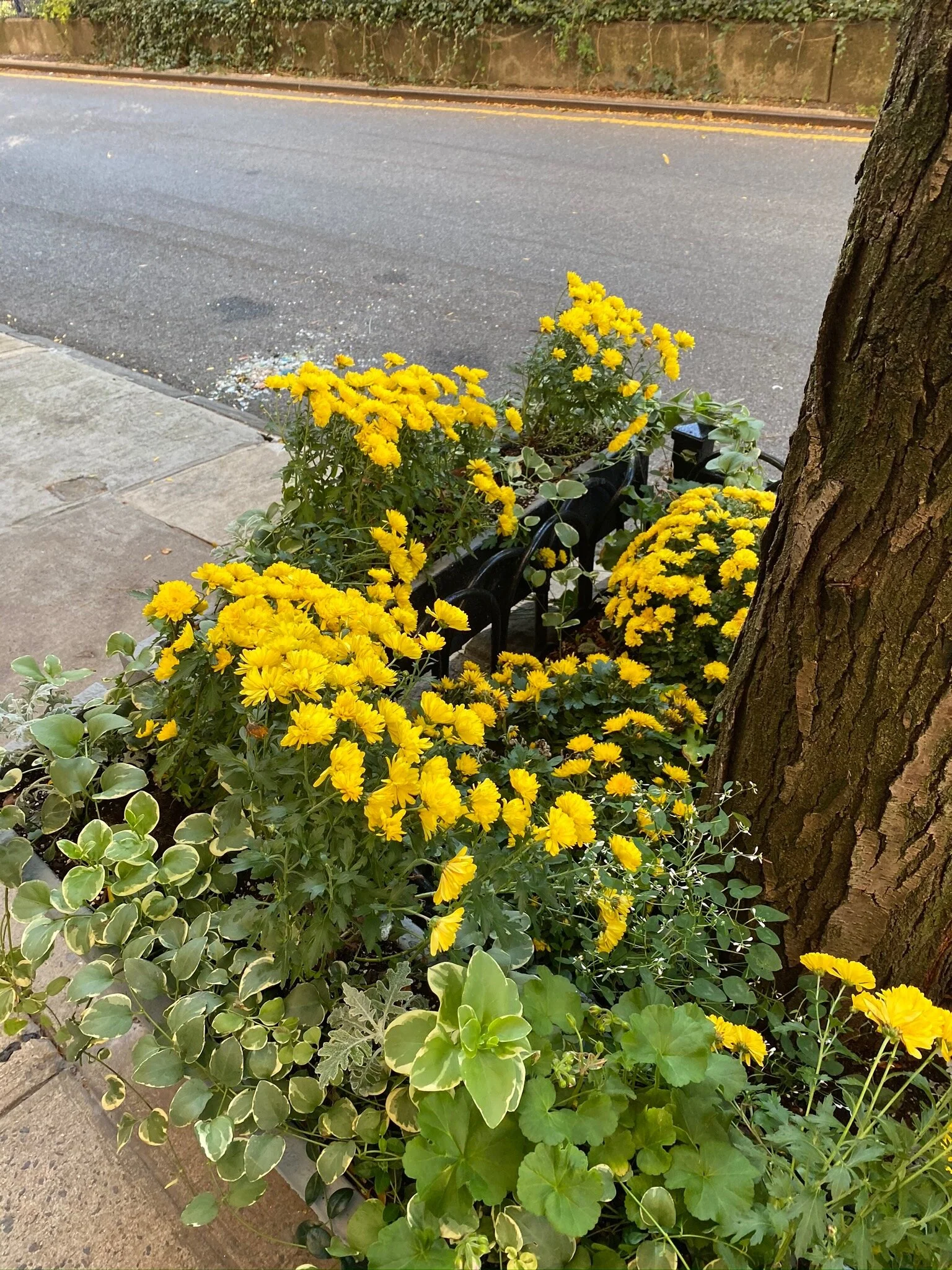 IMG_0088.jpeg