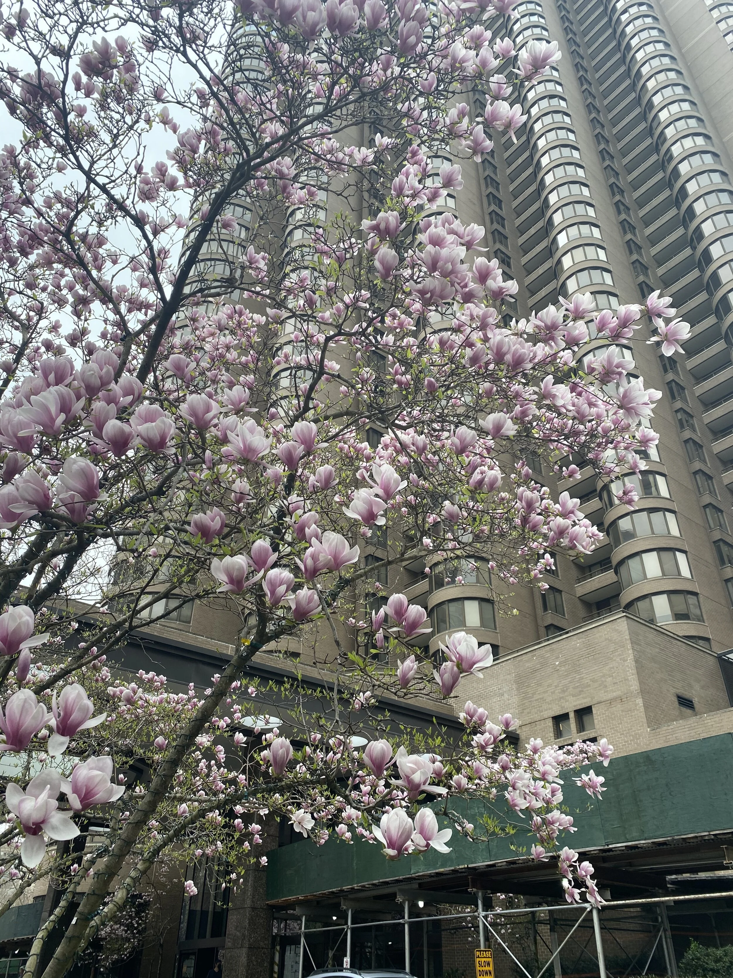 IMG_8708.jpeg