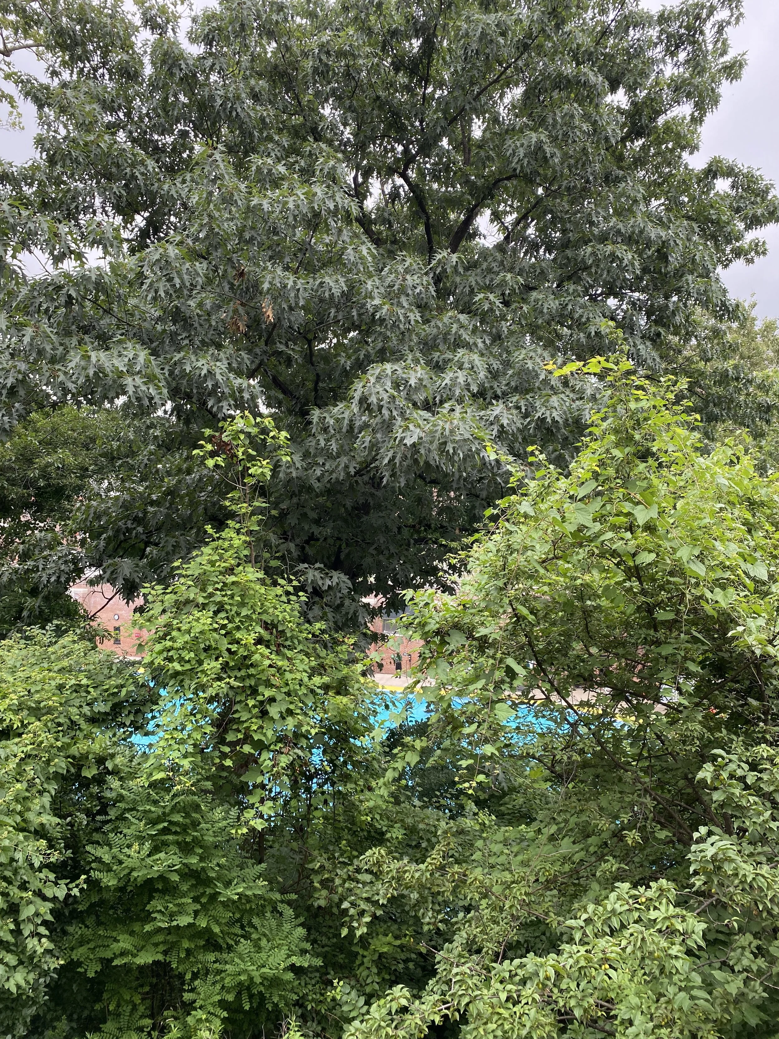 IMG_3516.jpeg