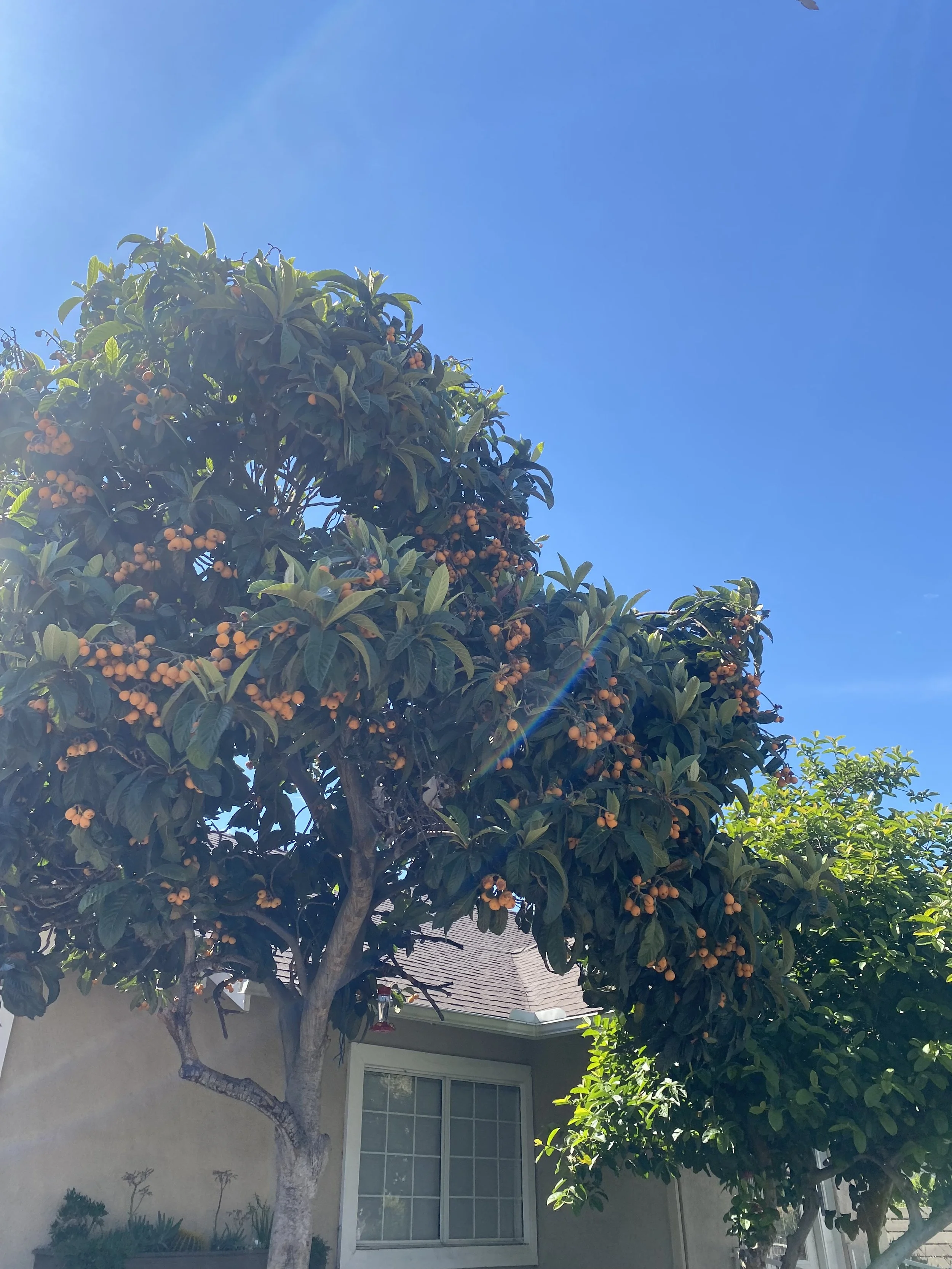 IMG_0717.jpeg