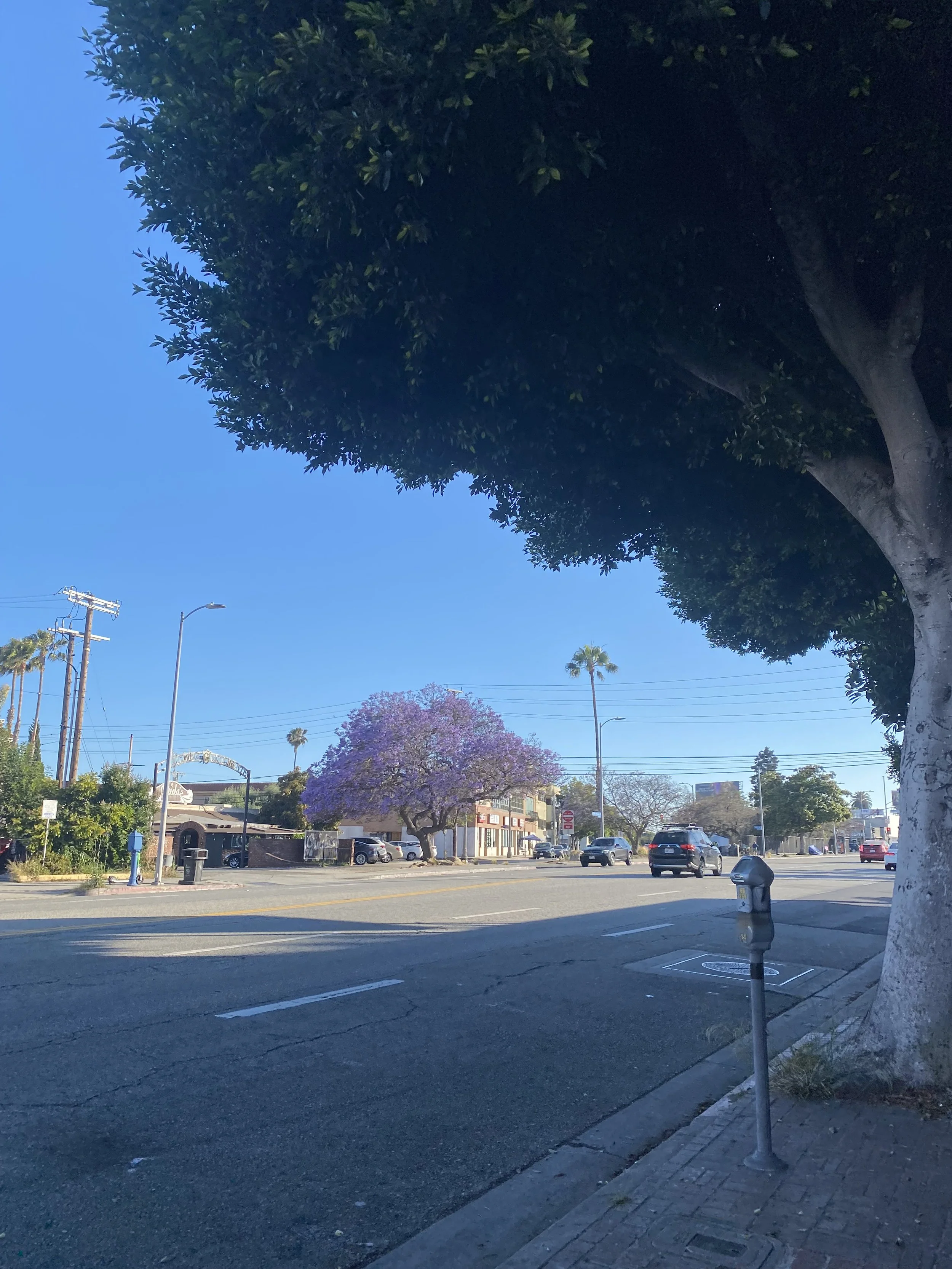 IMG_1005.jpeg