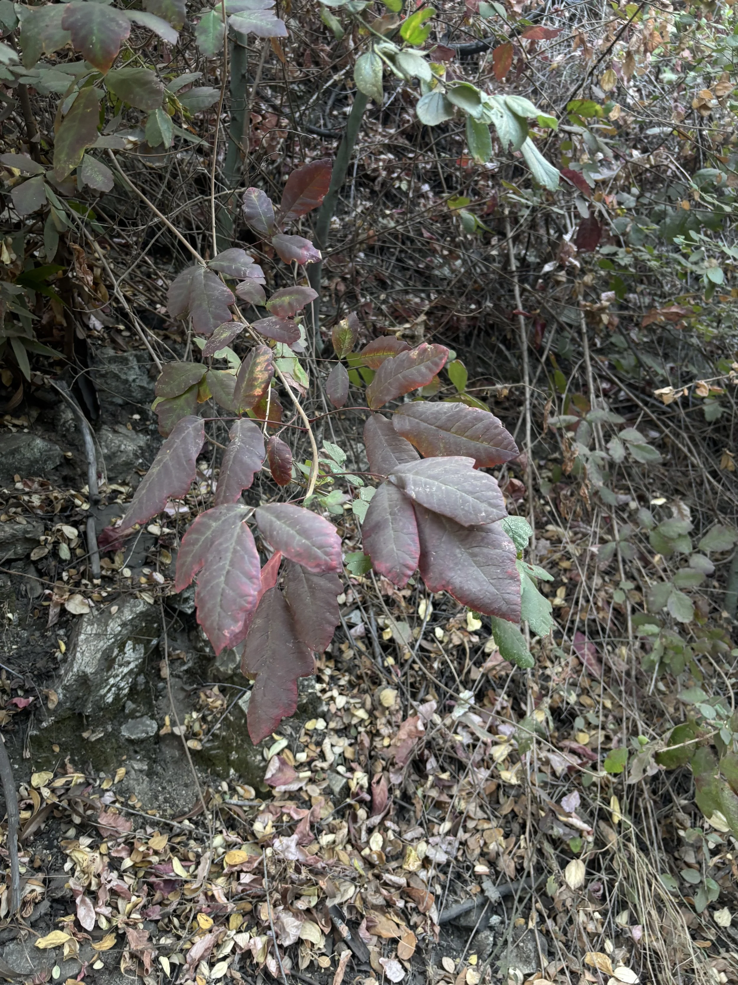 IMG_6078.jpeg