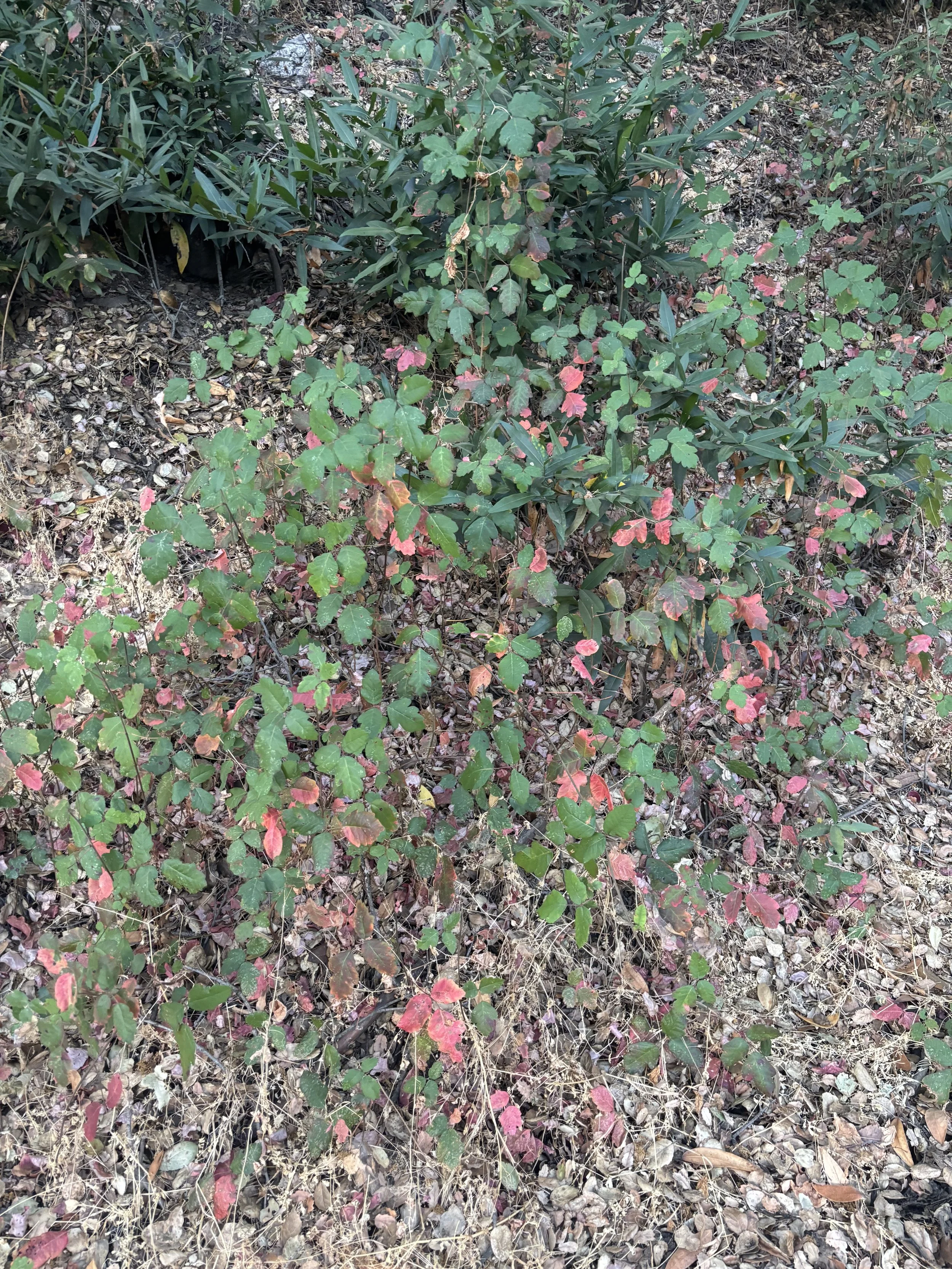 IMG_6064.jpeg