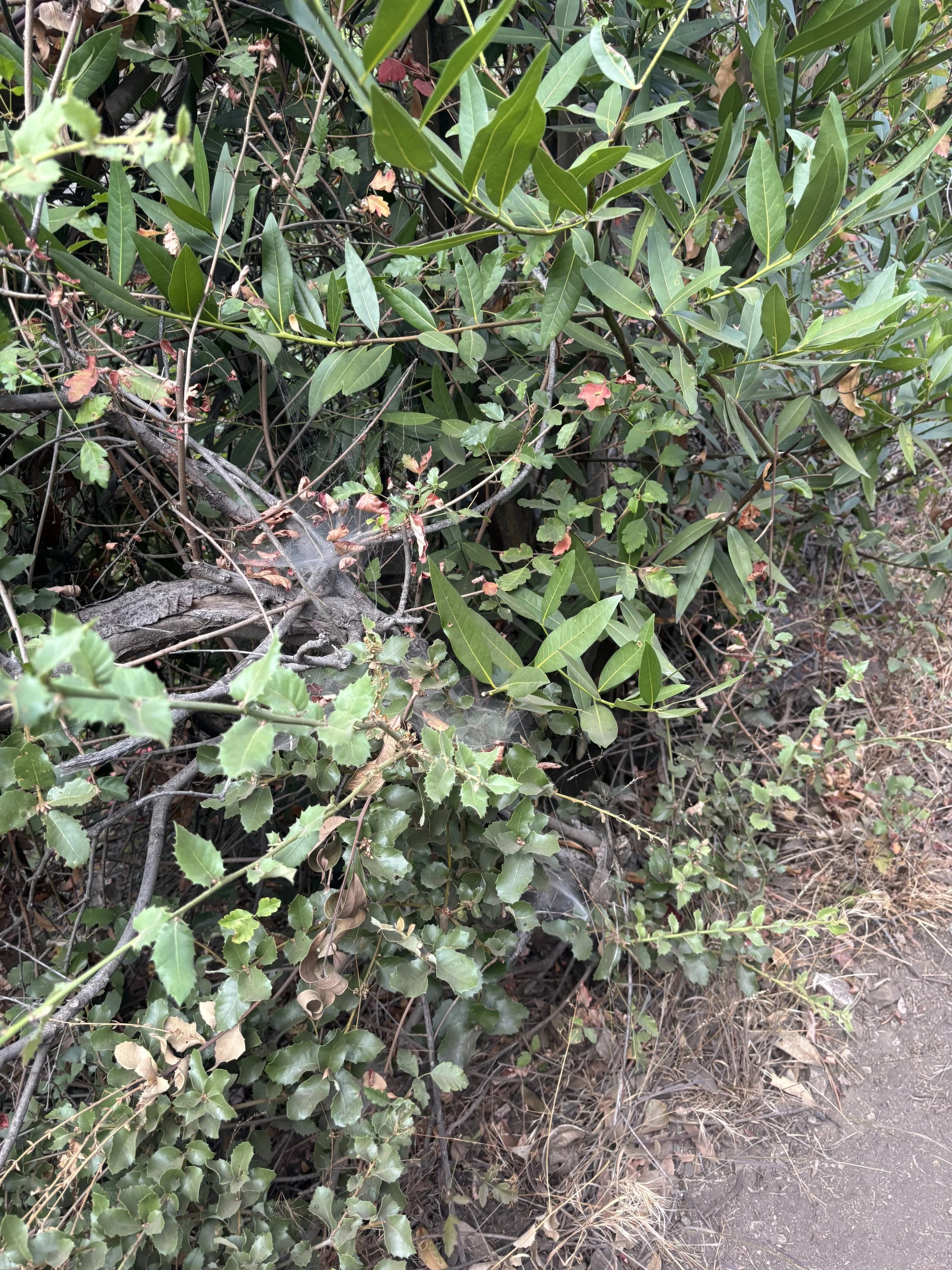 IMG_6096.jpeg