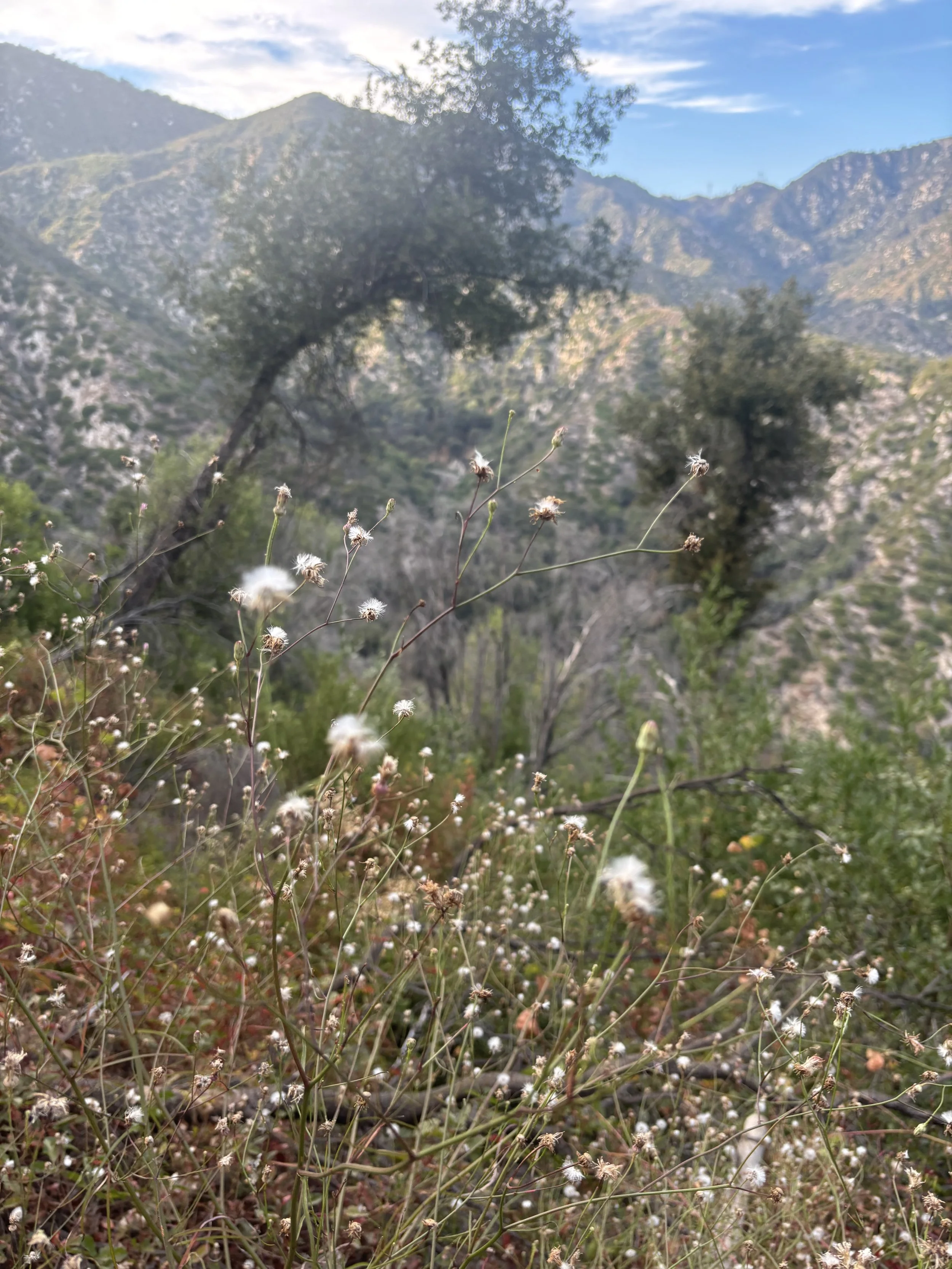 IMG_6083.jpeg