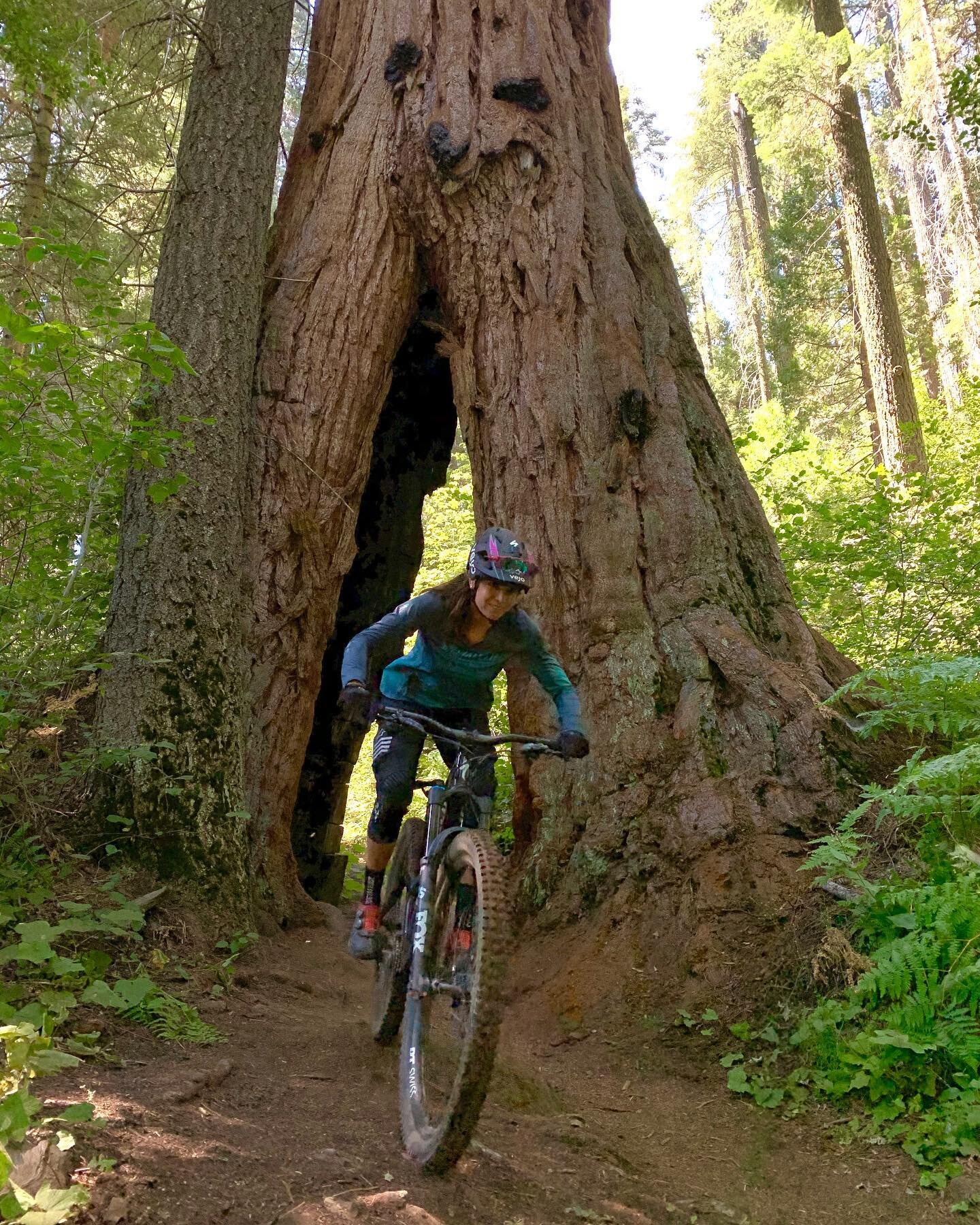 Miss having my wheels in the dirt!. 
#fbf to my last trip somewhere deep in the Sequoia National Park 🌲💚. Wishing everyone a great weekend. Please pop a wheelie for me :) #mtblife #enduro #optoutside