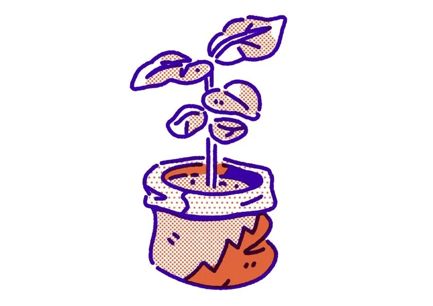 Curso de Barista Sênior