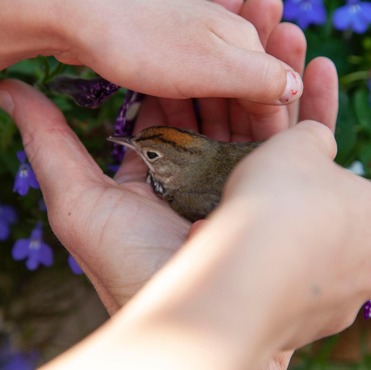 A proverb for today!
 'A bird in the hand is worth two in the bush' means it's better to hold onto something you have rather than take the risk of getting something better which may come to nothing.
✨
1. My daughter and I holding a dead bird we found