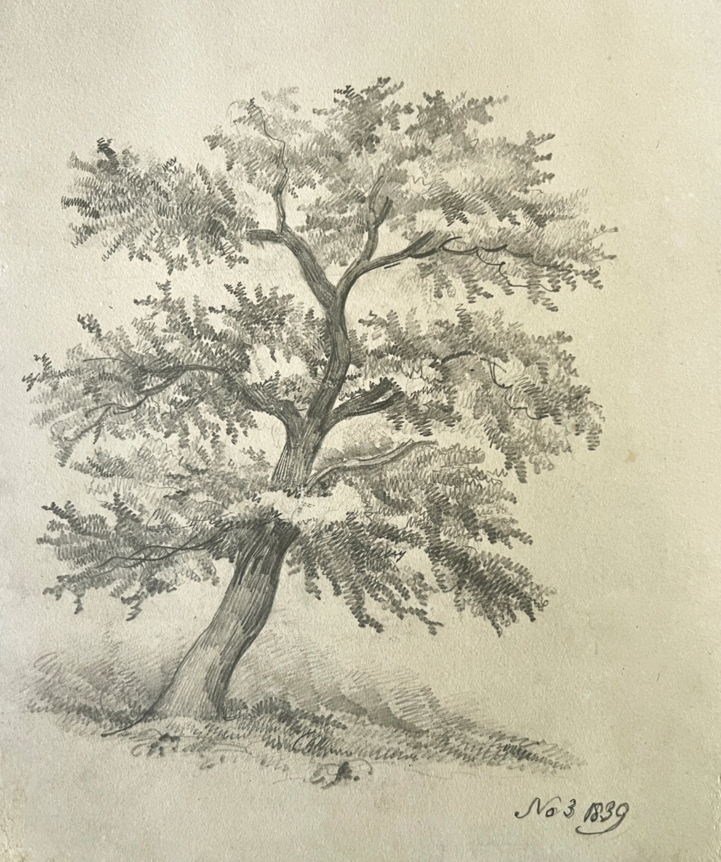 The Oak.JPG