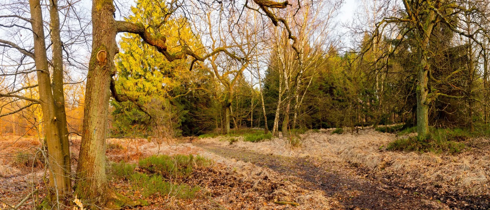 Reinhardswald, Februar 2026