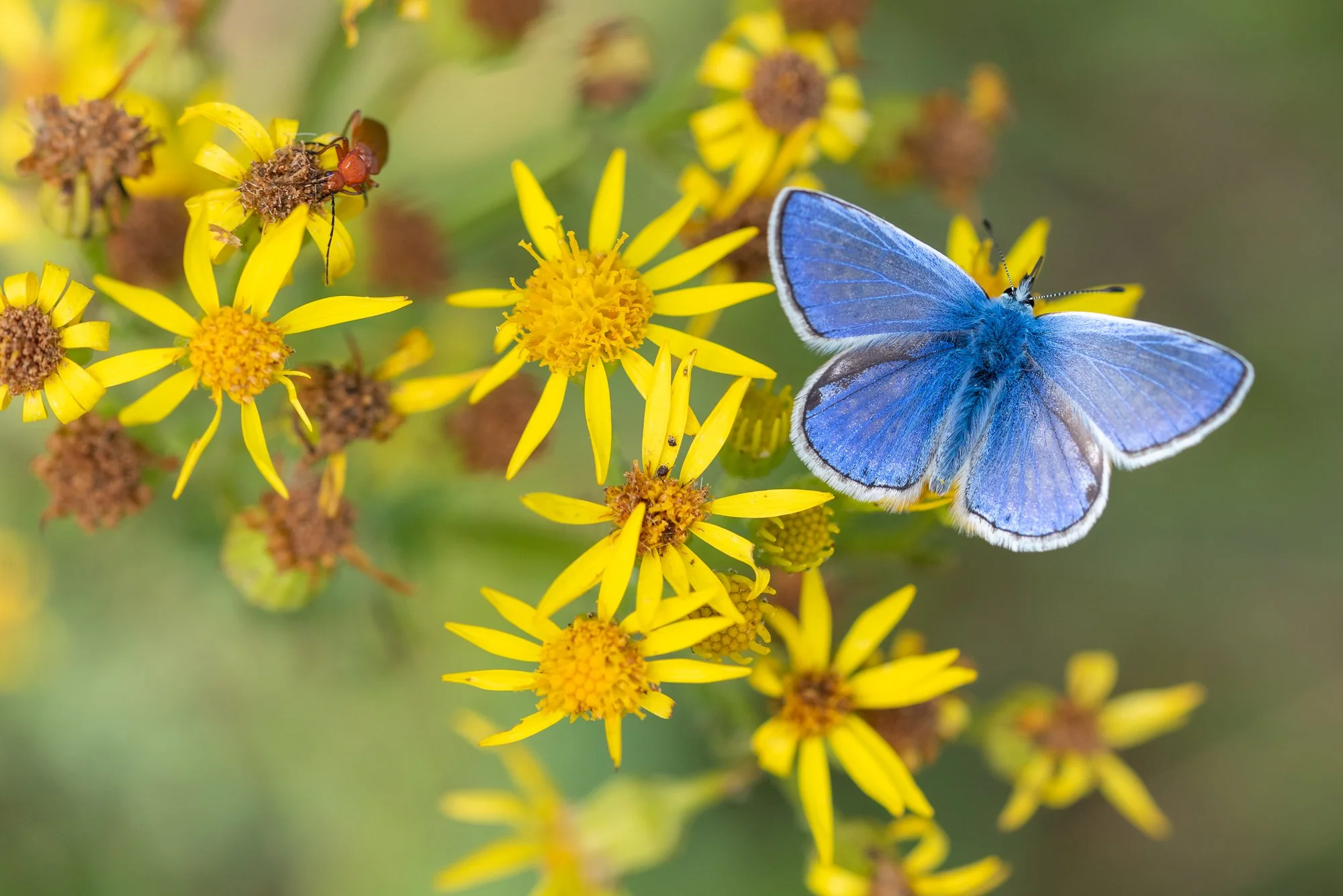 Blue and Yellow-2.jpg