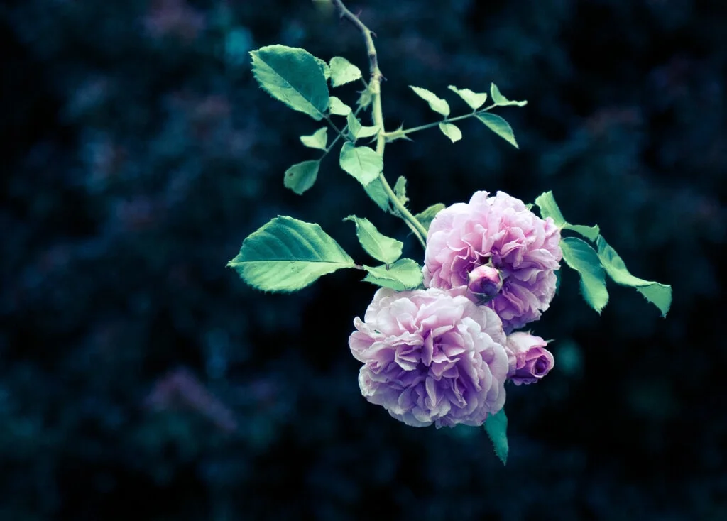 May Flowers