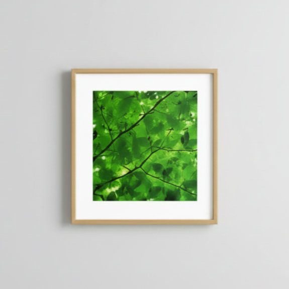 studio_render_of_Canopy_Glow_square_photographic_fine_art_print%2Bby%2BAva%2BBock.png