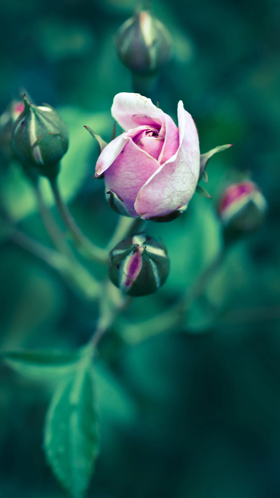 Floralia vertical chop 1080x1920.jpg