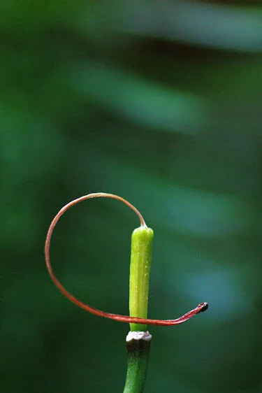 20100626_49 -1a resize1.jpg