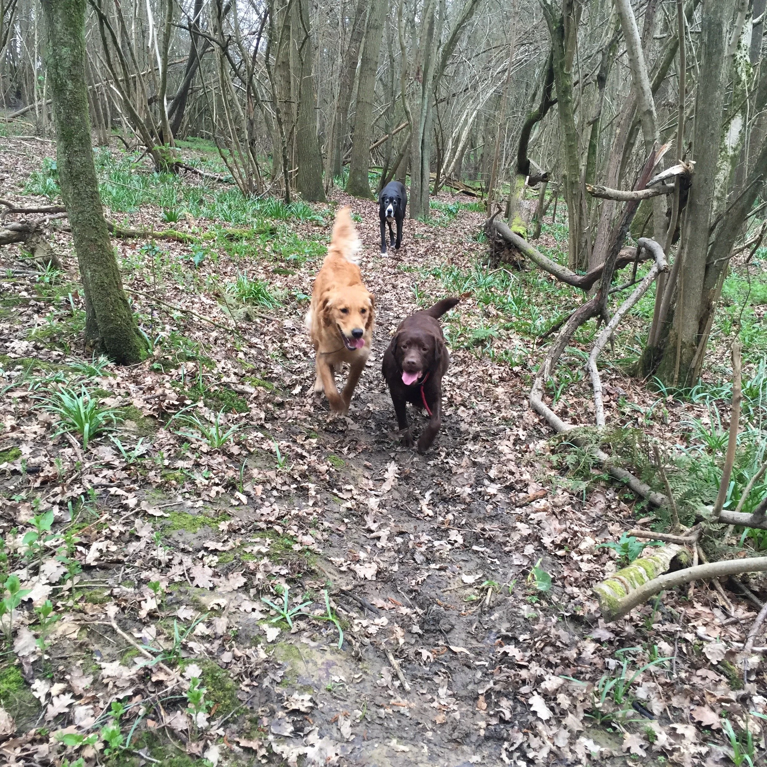 Search - 1 of 1 (1).jpeg