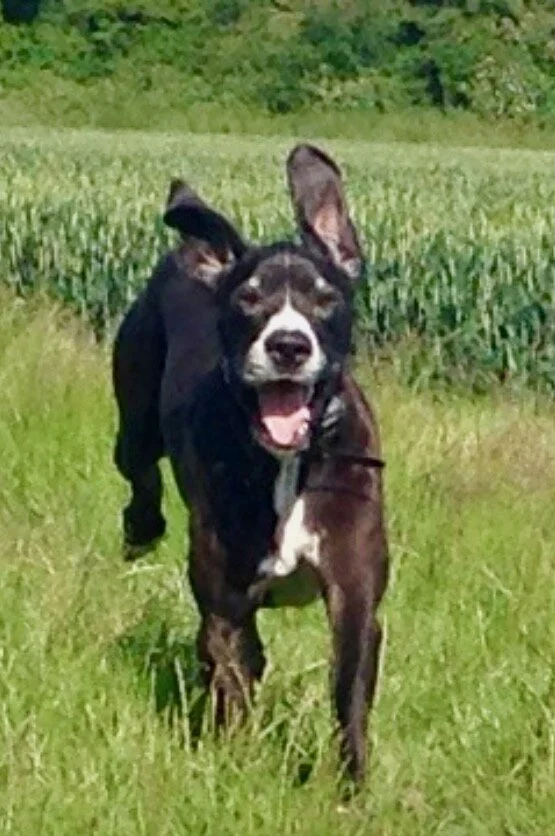 Search - 1 of 1 (4).jpeg