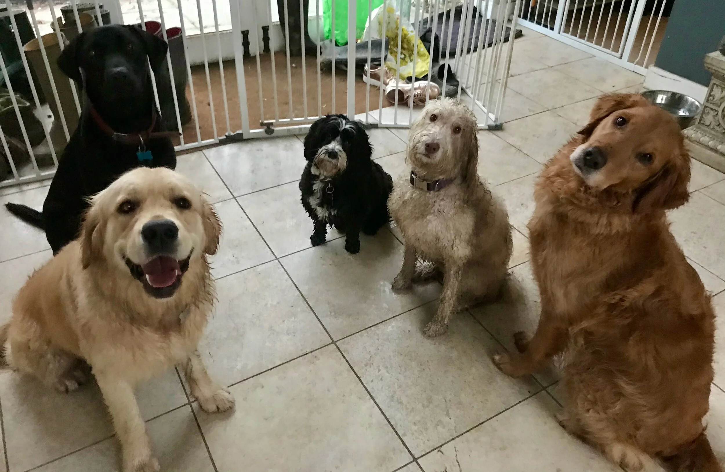 Search - 1 of 1 (17).jpeg