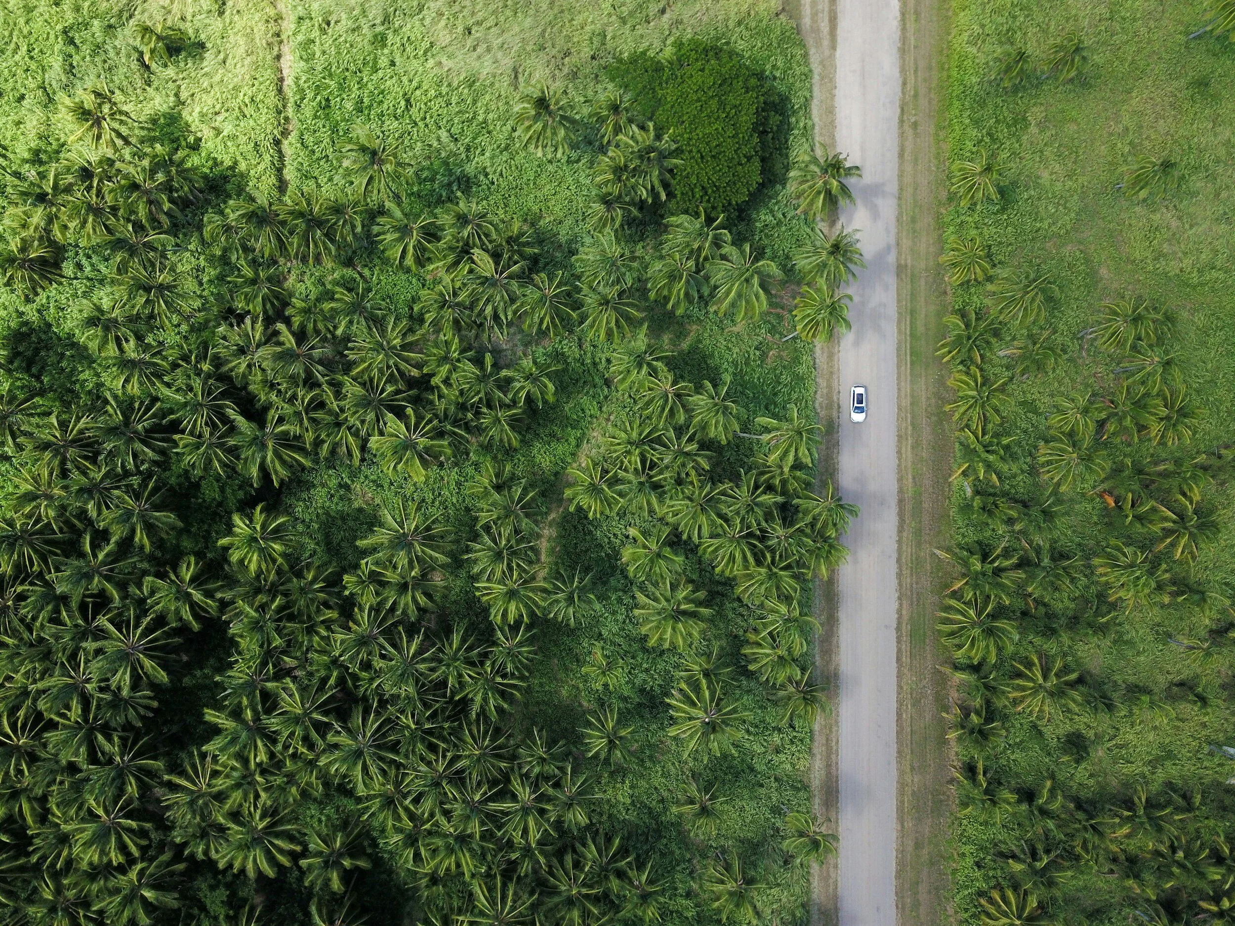 Aerial view of a tropical area with dense palm trees and a dirt road with a white vehicle travelling along it.