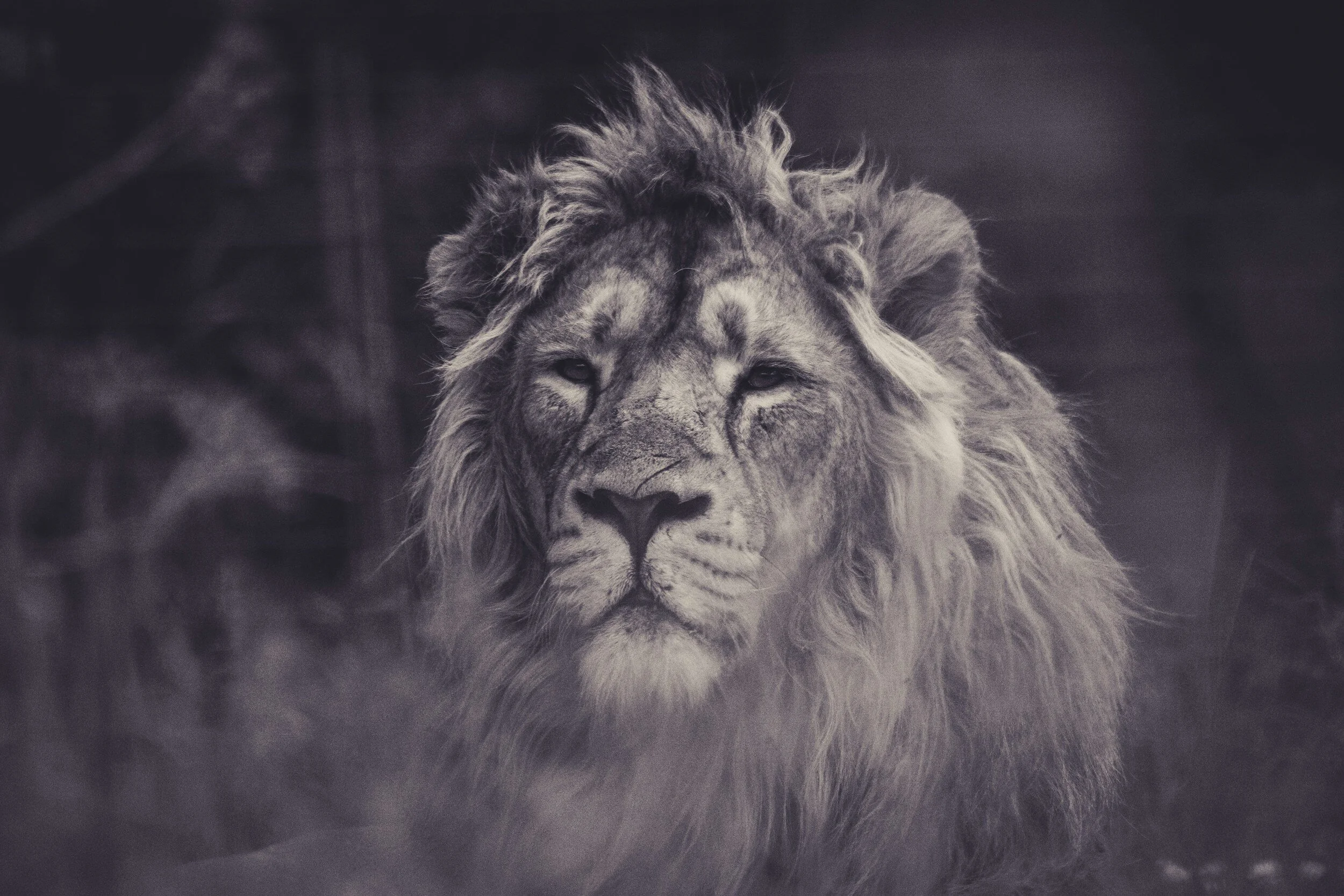 Black and white photo of a lion with a commanding expression and a full mane.