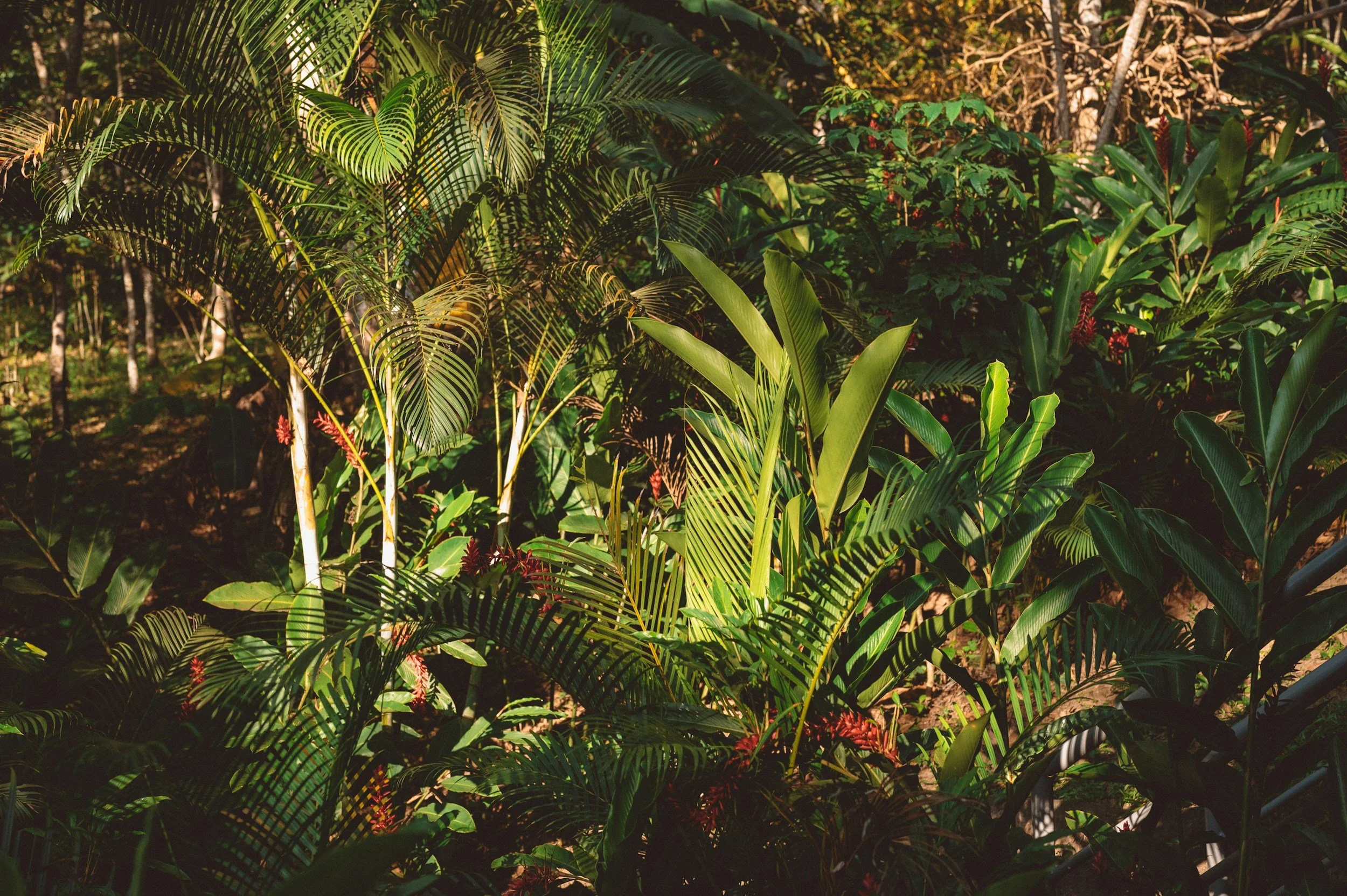 Dense tropical jungle with various green plants and red flowers.