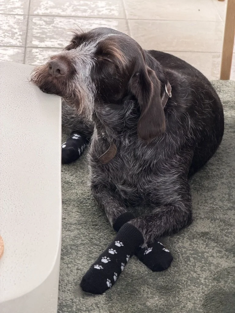Should You Welcome Dogs in Your Holiday Let?