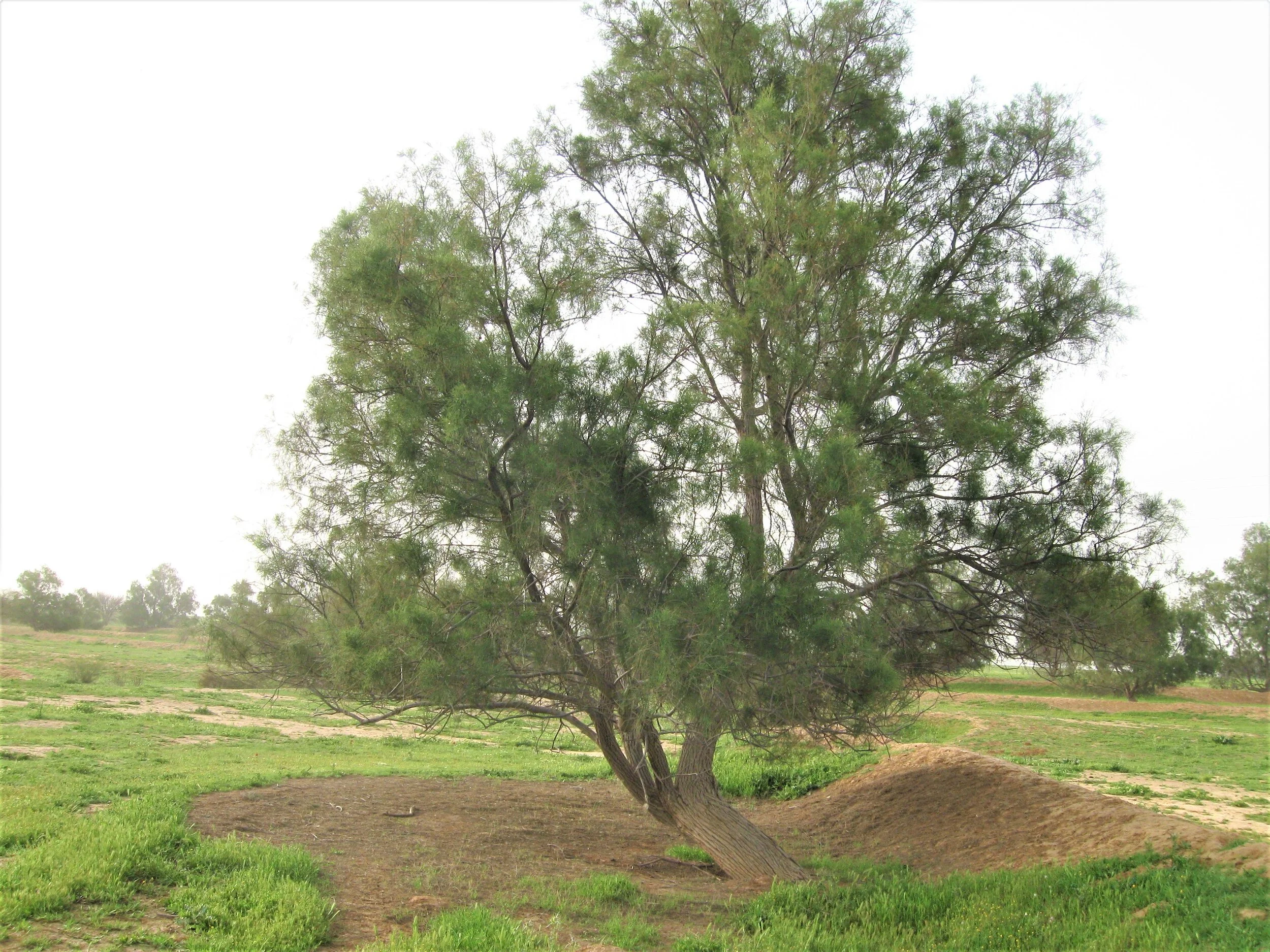 סקרי עצים בוגרים