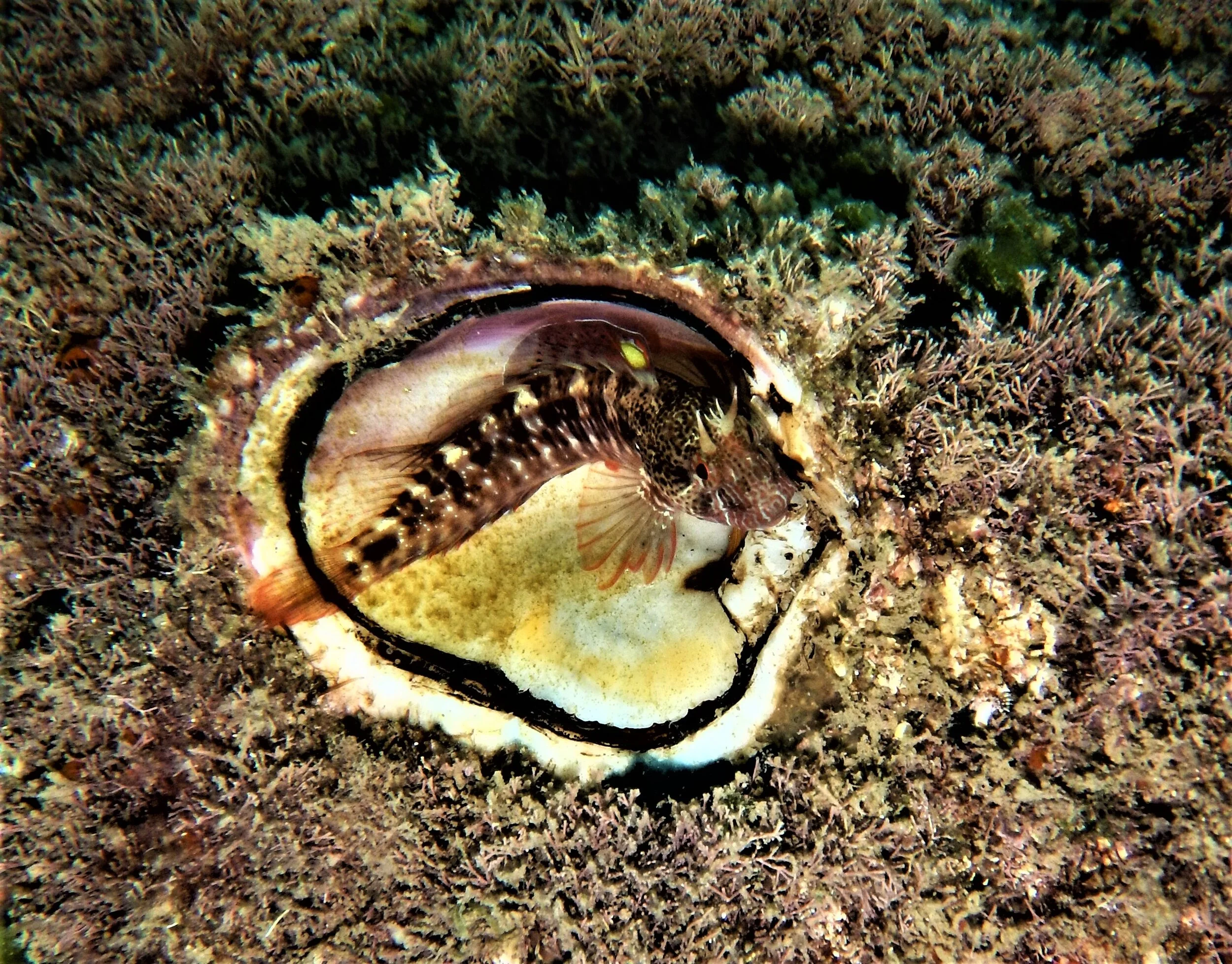 סקירת ערכי טבע ימיים בתכנית רובע שדה דב