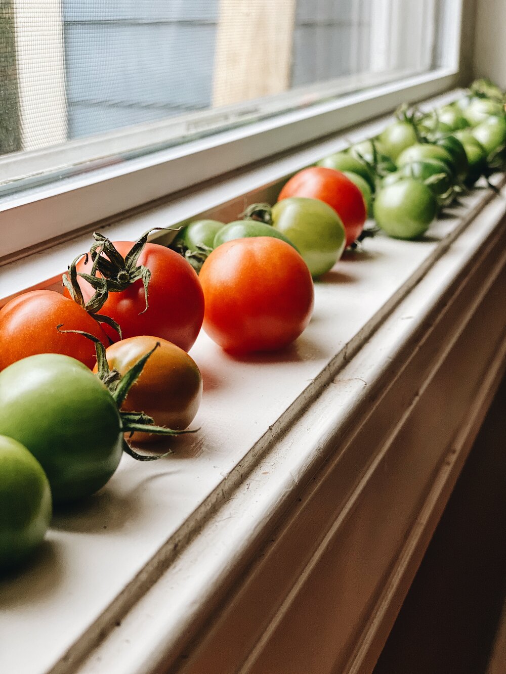 Ripening tomatoes in the window
