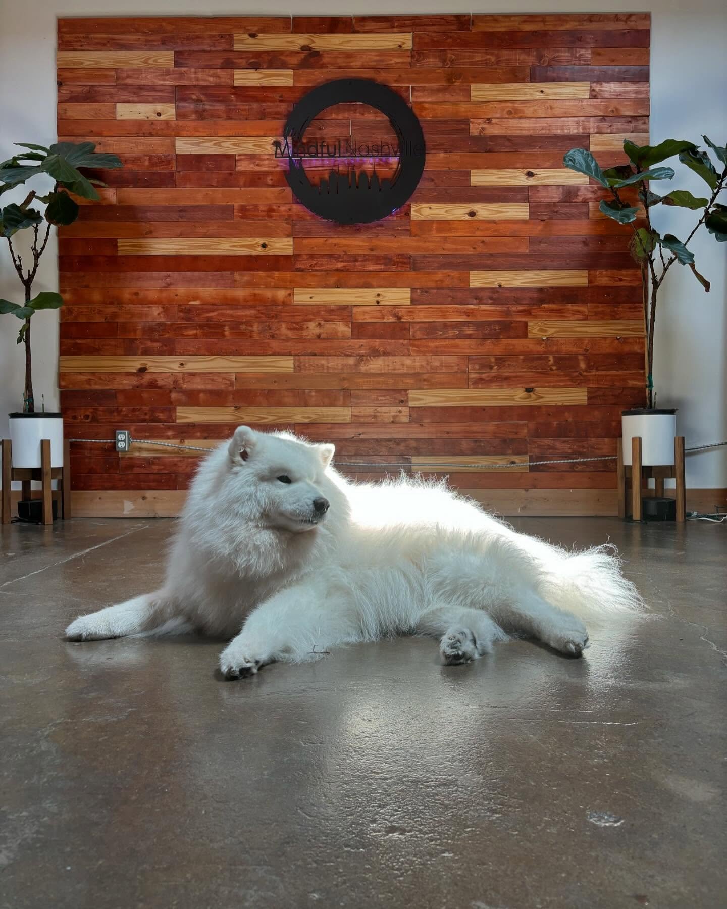 Our Mindful Nash mascot of the day, Cooper, wishes you a mindful and joyous day! 😌🙏❤️ #samoyed #nashvillesamoyed