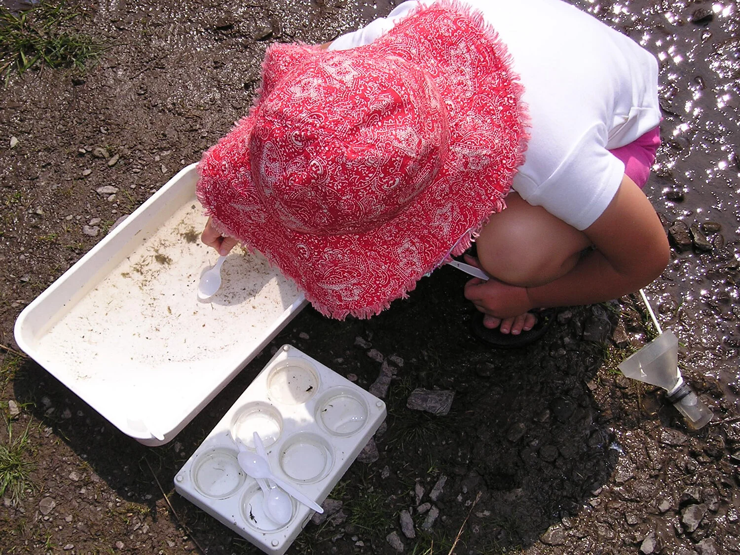 Pond dipping in the sunshine - now what have I found. For National Trust