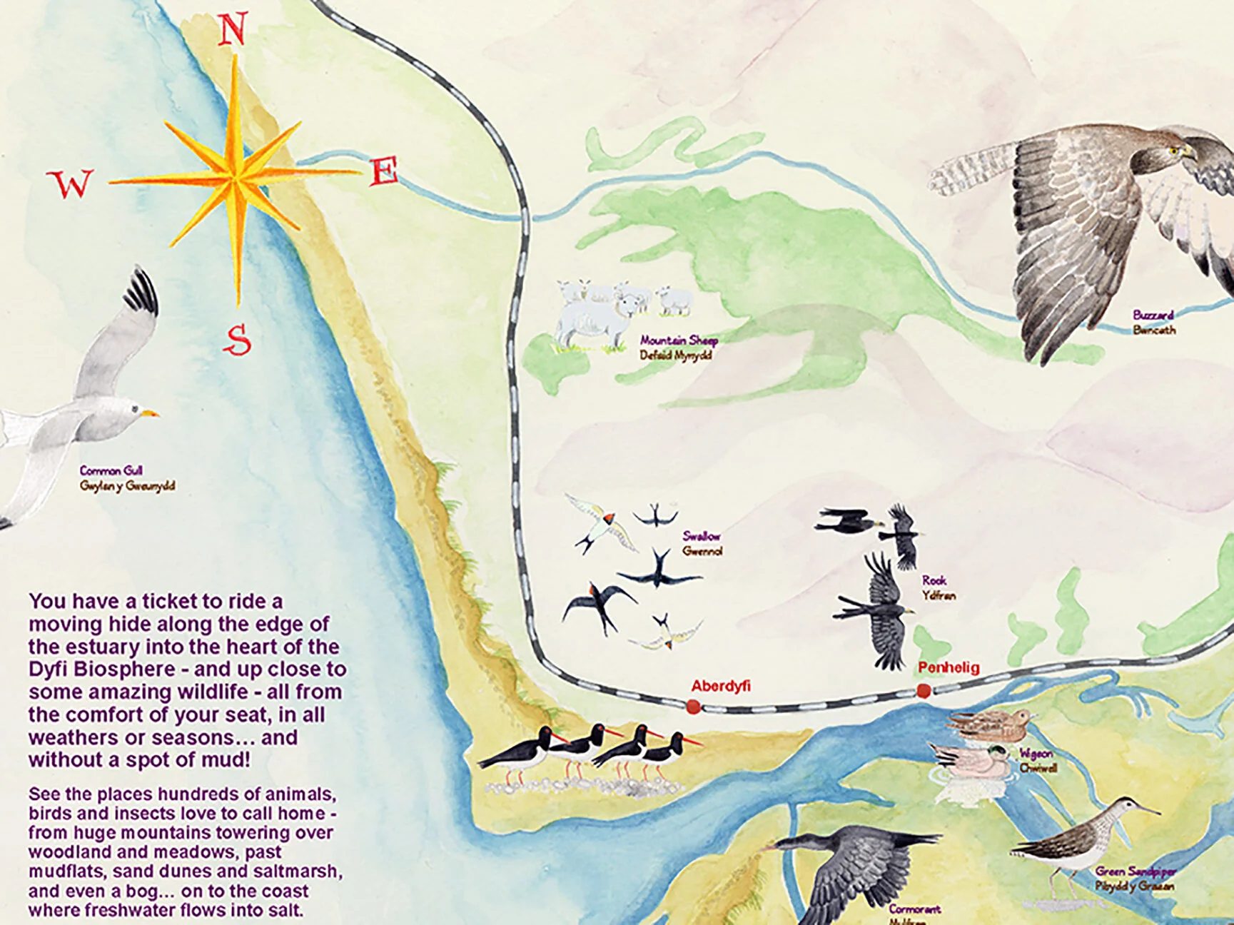 From Cambrian Safari - for Cambrian Railways Partnership, hand illustrated by Gabrielle Adamson