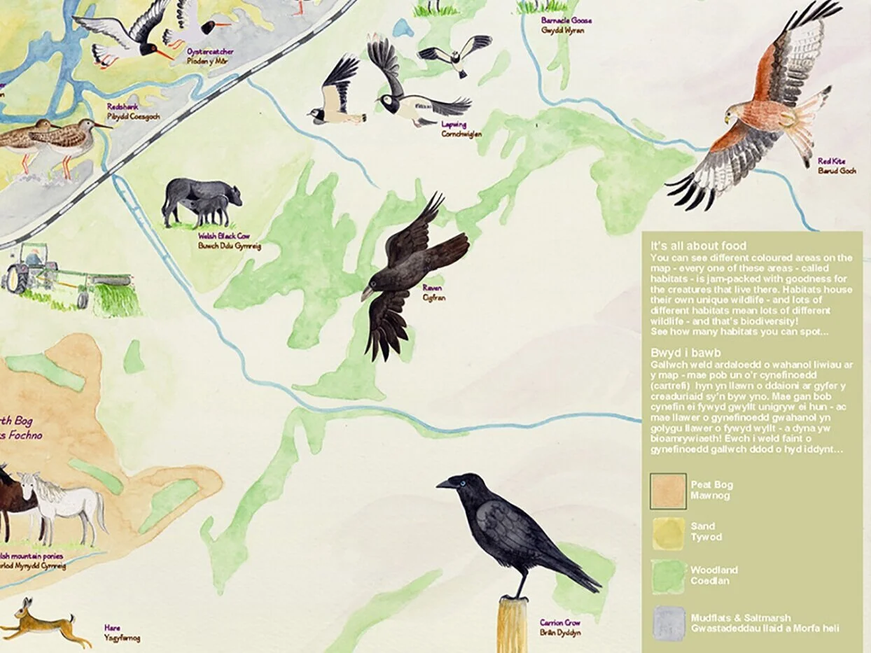 From Cambrian Safari - onboard windowgazer from a moving hide. Mapping habitats and showing wildlife you can see from your seat as the train skirts the edge of the estuary. For Cambrian Railways Partnership, hand illustrated by Gabrielle Adamson