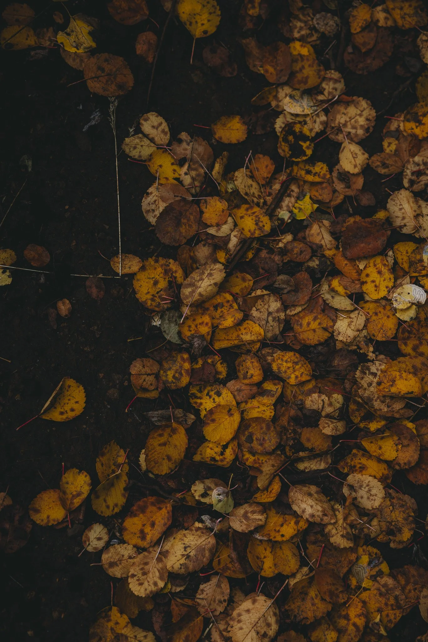Fallen golden fall leaves shot by the Canon R5
