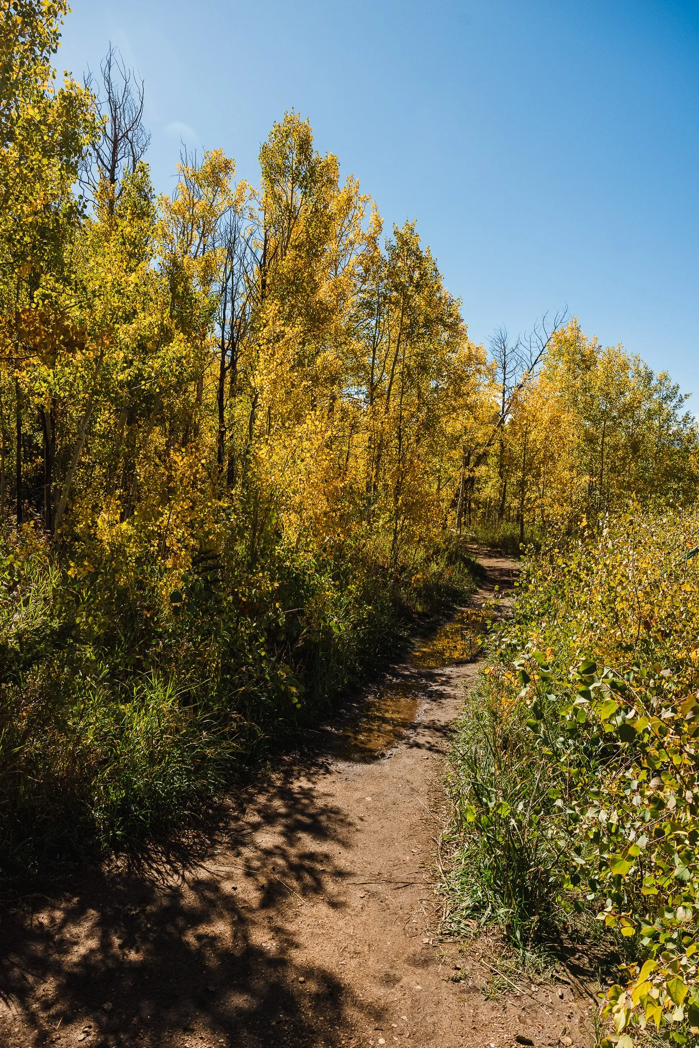 Walking through the woods