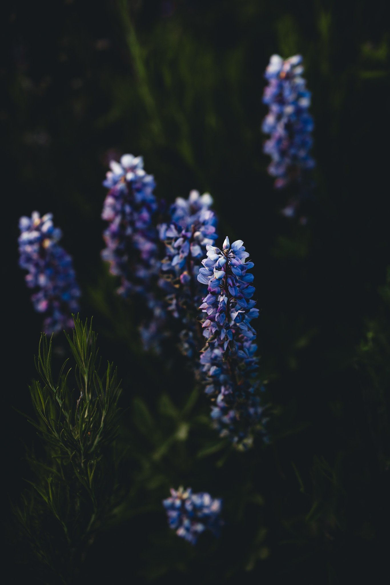 Lupine Wildflowers shot on a canon Mirrorless camera